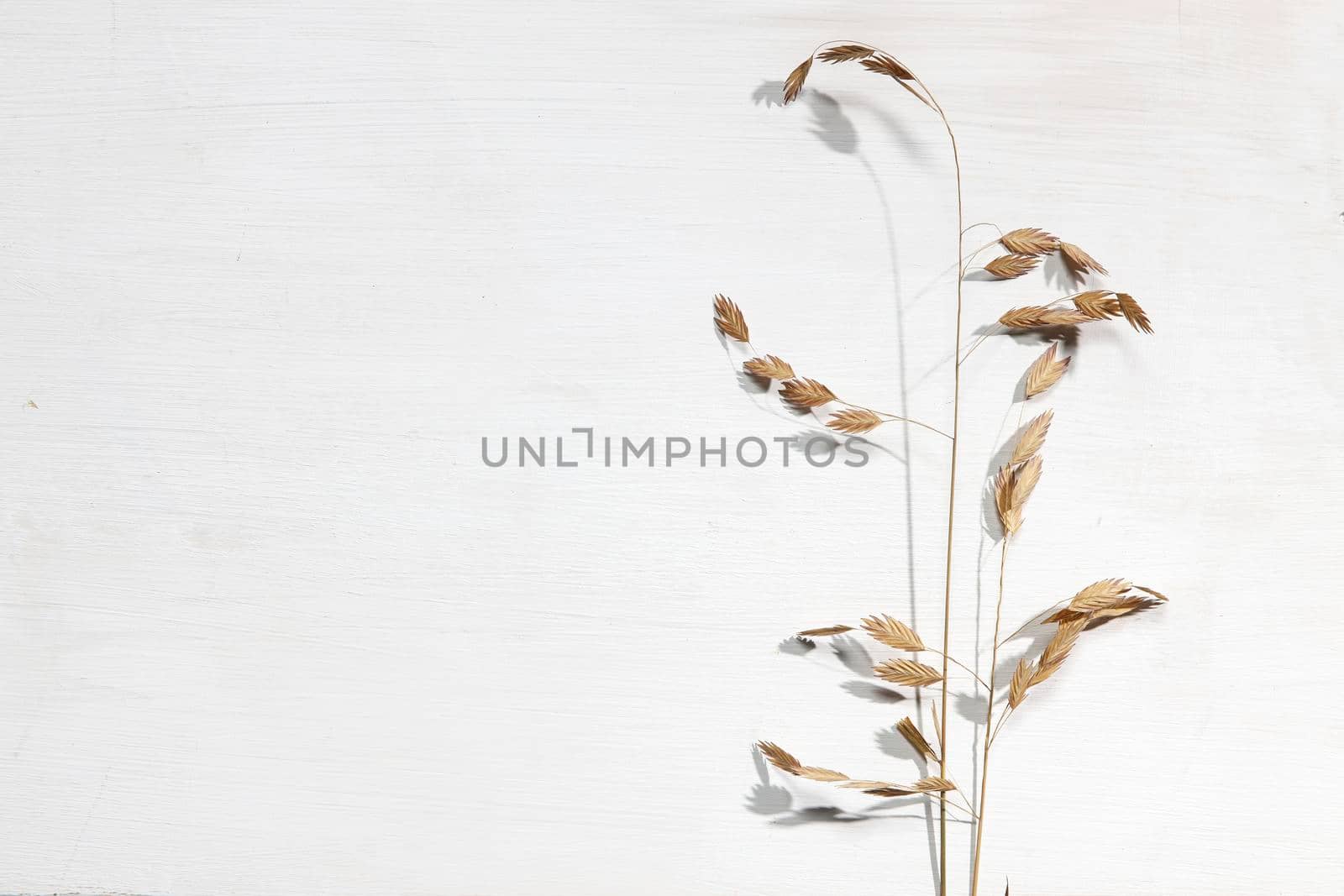 Blank paper business cards with mockup copy space on rye, wheat stalks on beige background. Minimal business template. Flatlay, top view. by elenarostunova