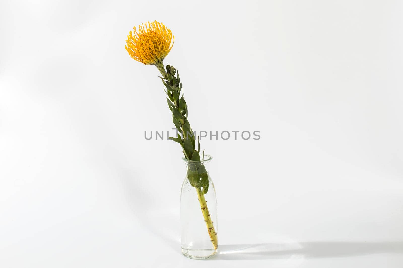 Orange fresh protea in transparent vase on the white background