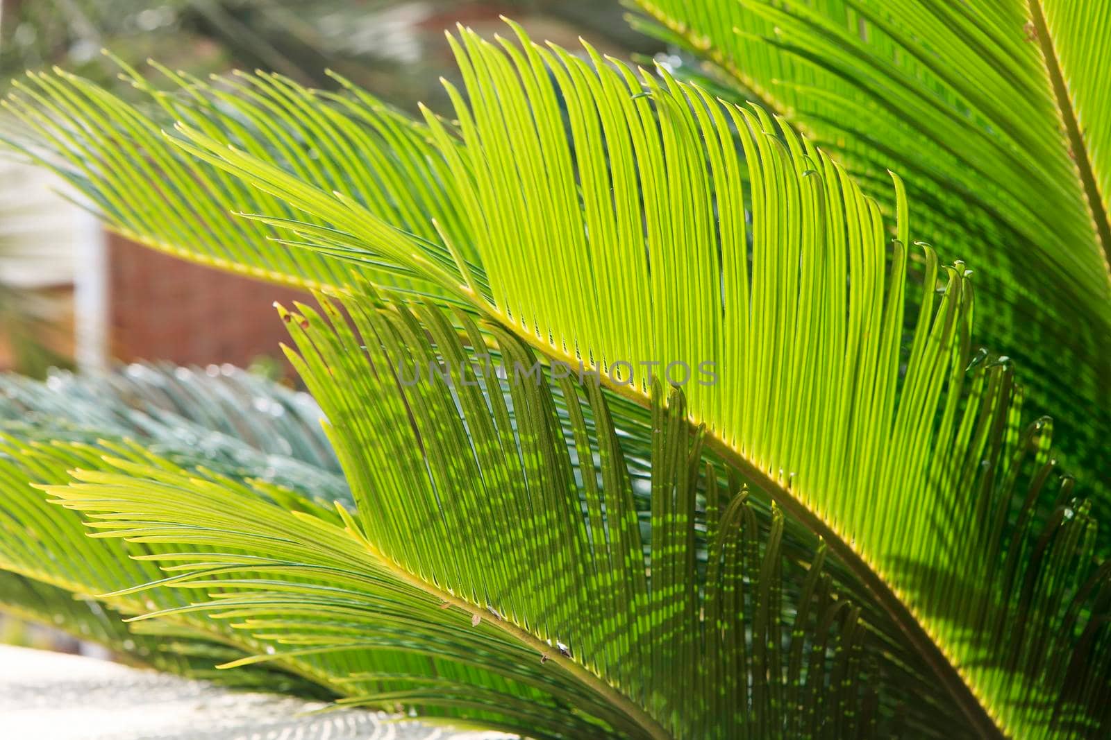 Palm leaf is in sunlight close up. Summer time