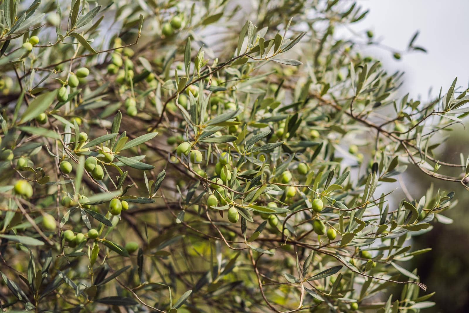 Bush of olives. Fruits of olives on the bush. Green olives by galitskaya