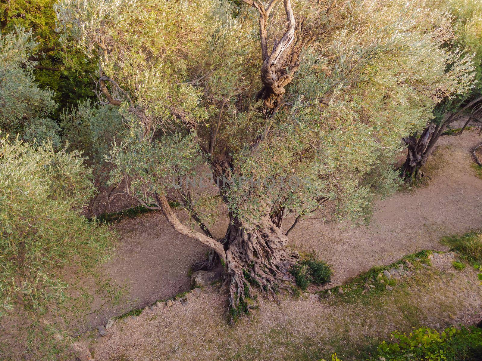 2000 years old olive tree: Stara Maslina in Budva, Montenegro. It is thought to be the oldest tree in Europe and is a tourist attraction. In the background the montenegrin mountains. Europe.