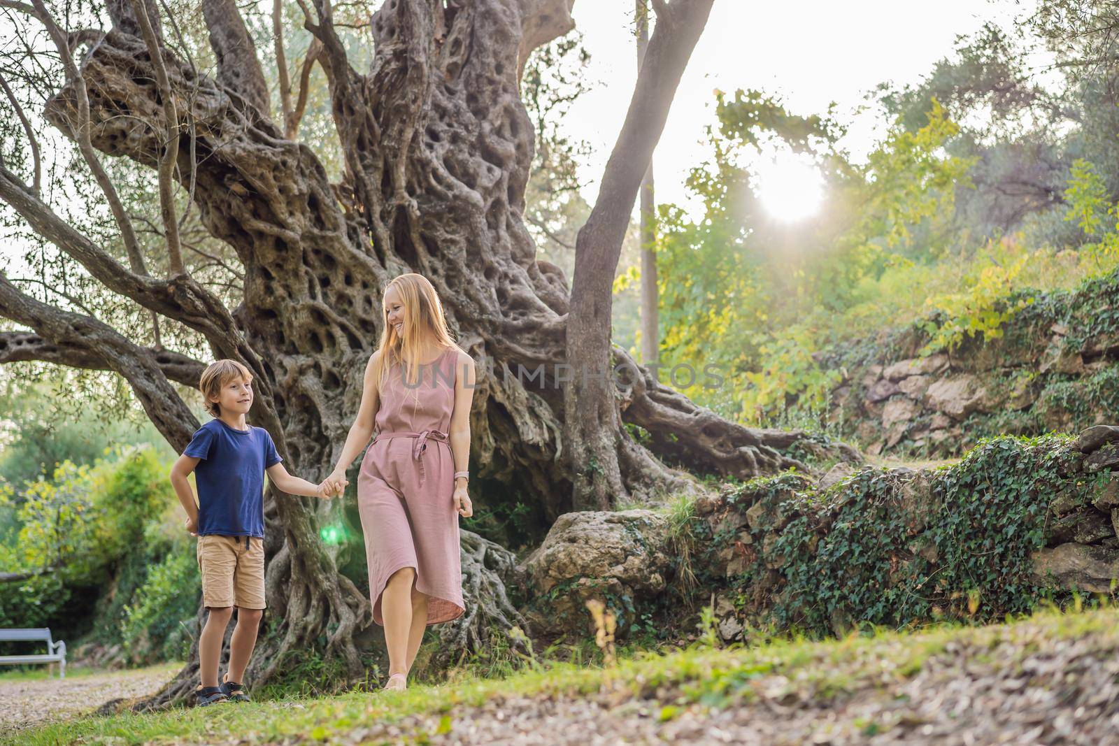 Mom and son tourists looking at 2000 years old olive tree: Stara Maslina in Budva, Montenegro. It is thought to be the oldest tree in Europe and is a tourist attraction. In the background the montenegrin mountains. Europe.