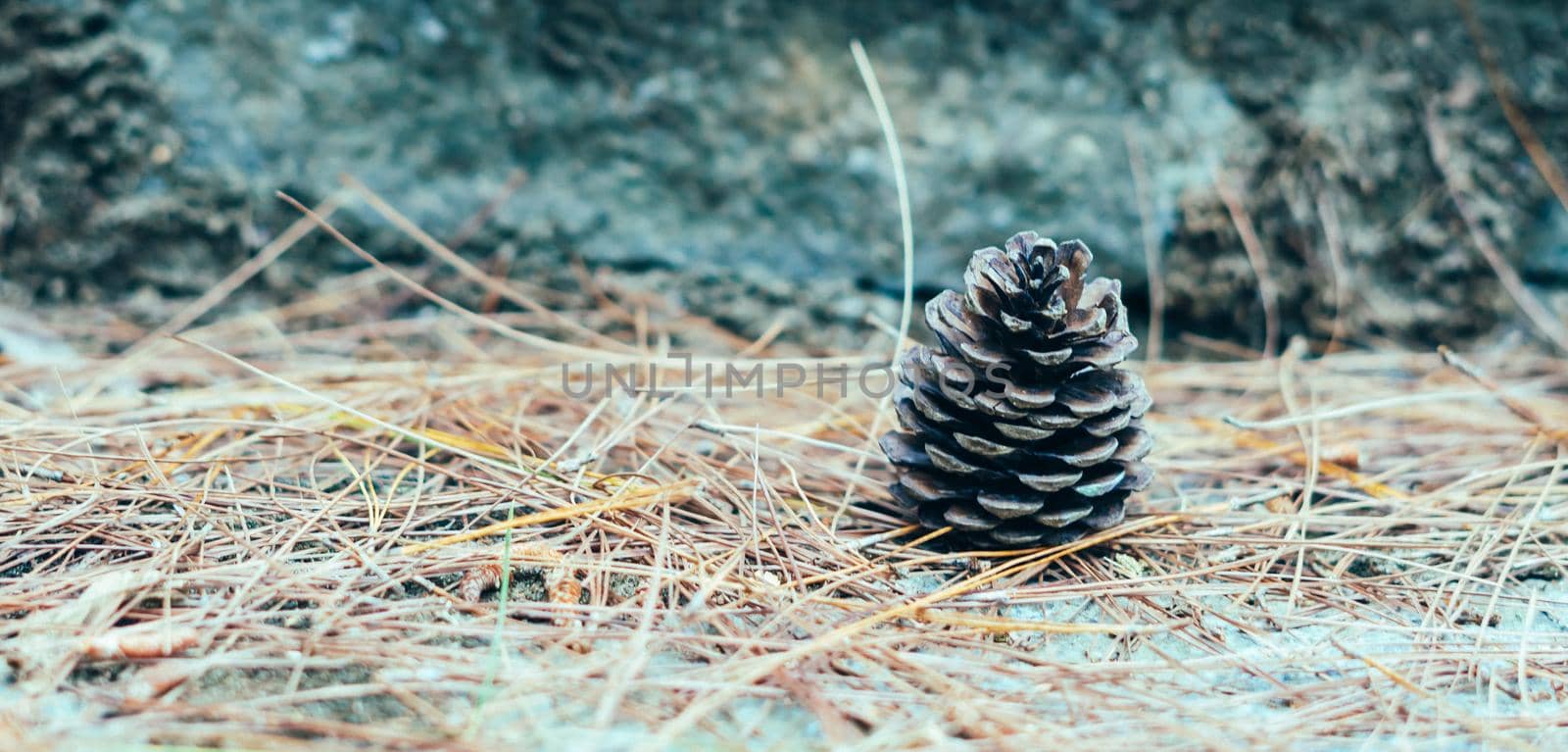 BANNER Abstract background. Real nature photo. Close up one alone coniferous pine cone, forest day, dry needles lie on ground. Pale beige blue brown color sunlit haze. Symbol of life, beginning by nandrey85