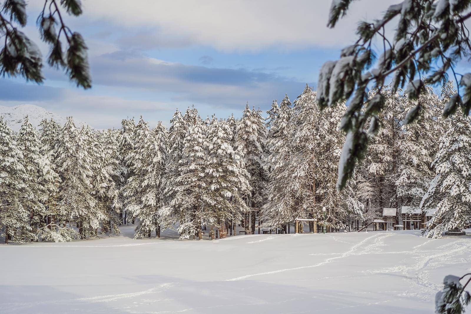 Splendid scenery in winter. Fantastic frosty morning in forest. snow-cowered pine trees under sunlight. Fantastic mountain highland. Amazing winter background. Wonderful Christmas Scene by galitskaya