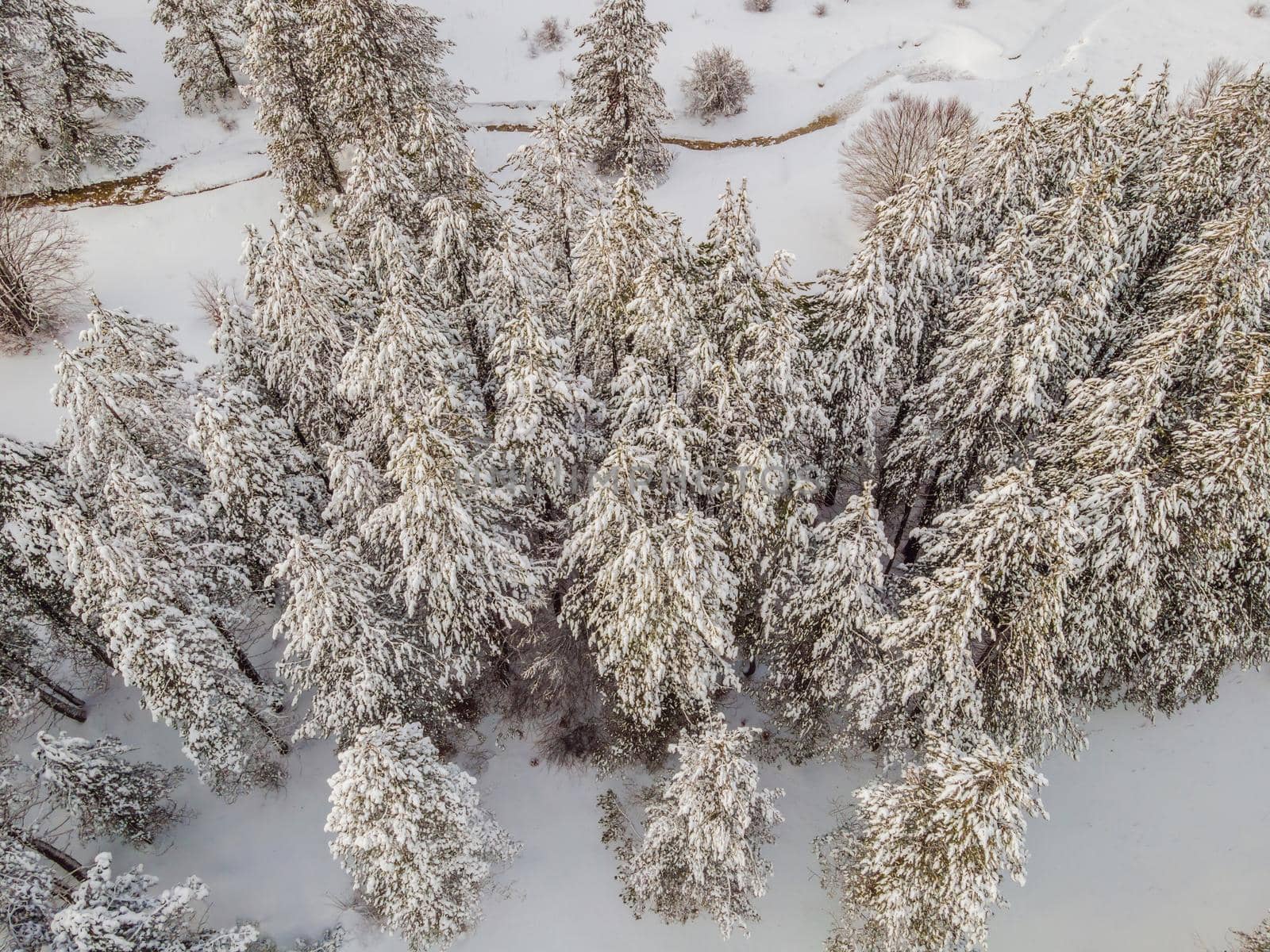 Aerial view of a winter snow-covered pine forest. Aerial drone view of a winter landscape. Snow covered forest by galitskaya