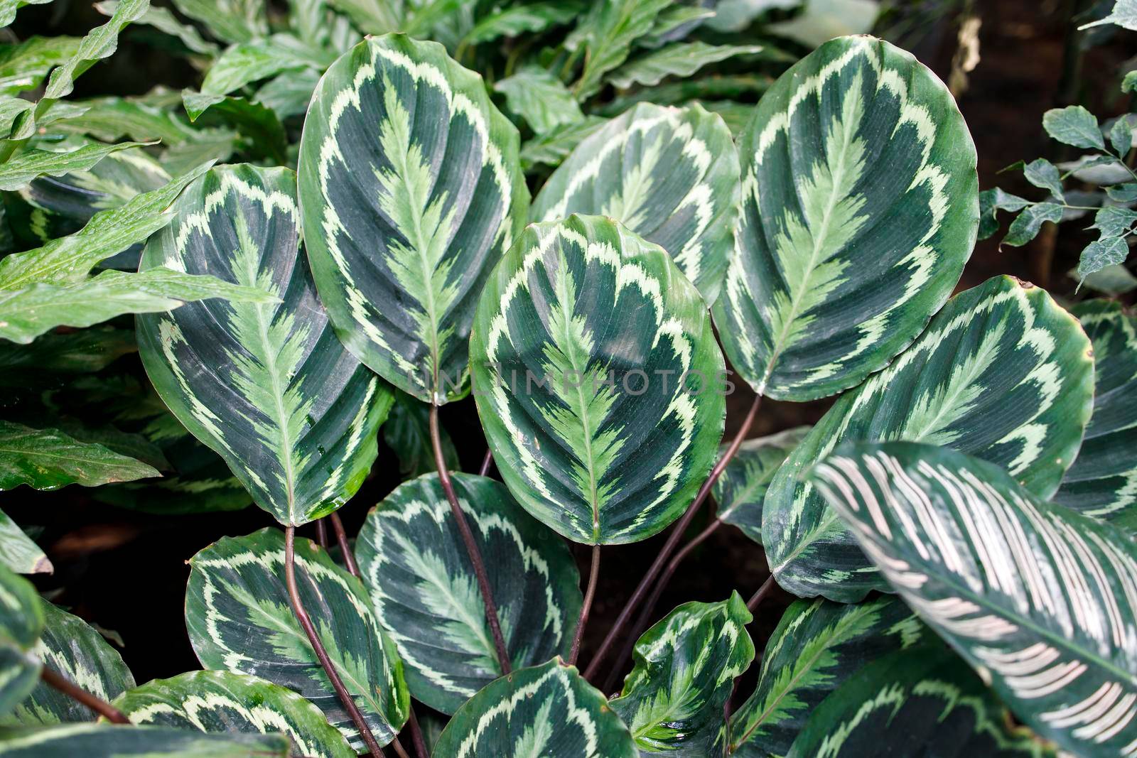 Calathea roseopicta, the rose-painted calathea, is a species of plant in the family Marantaceae, native to northwest Brazil.