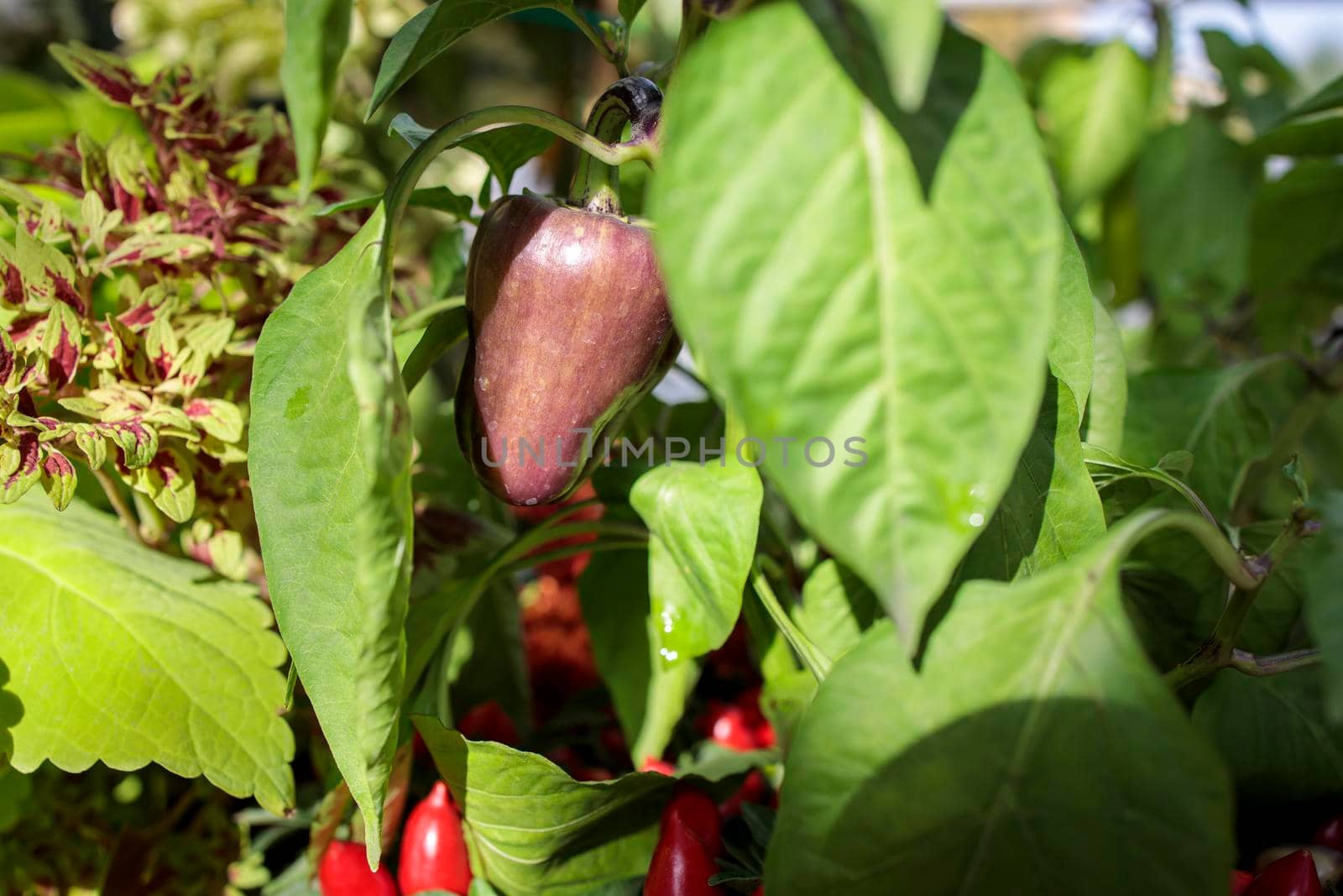 purple pepper grows on the pepper bush by elenarostunova