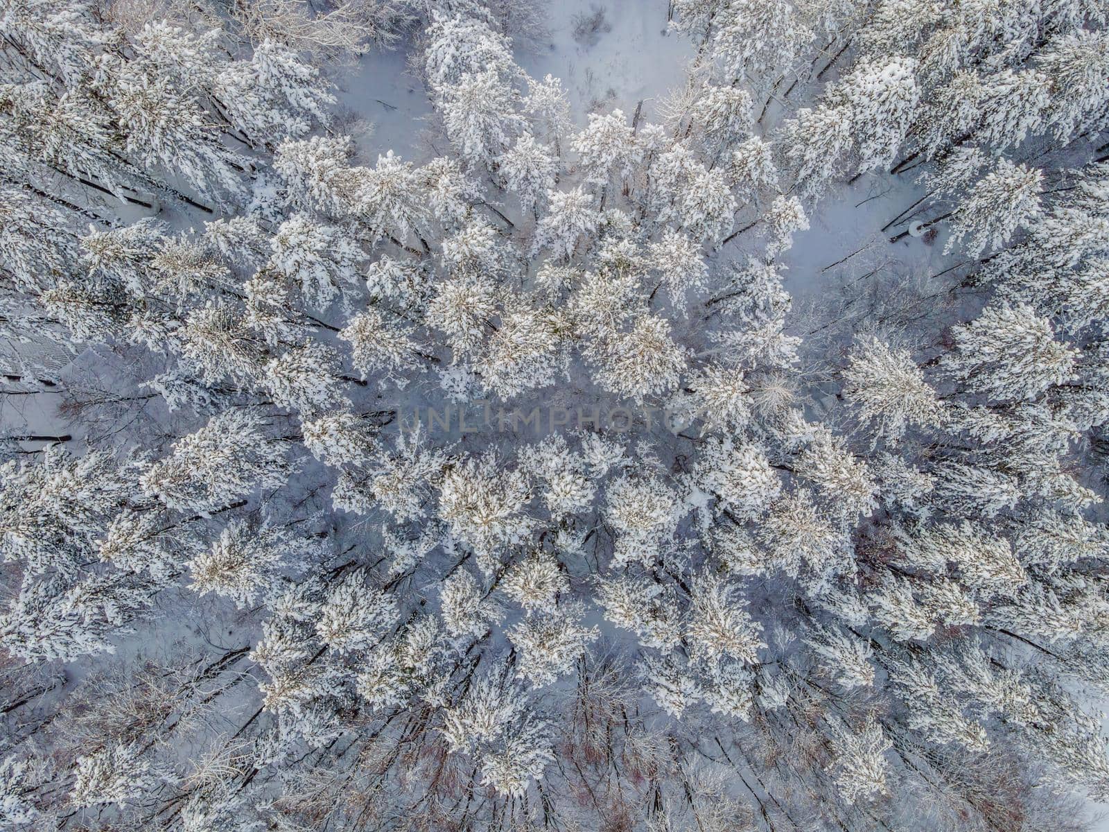 Aerial view of a winter snow-covered pine forest. Aerial drone view of a winter landscape. Snow covered forest.