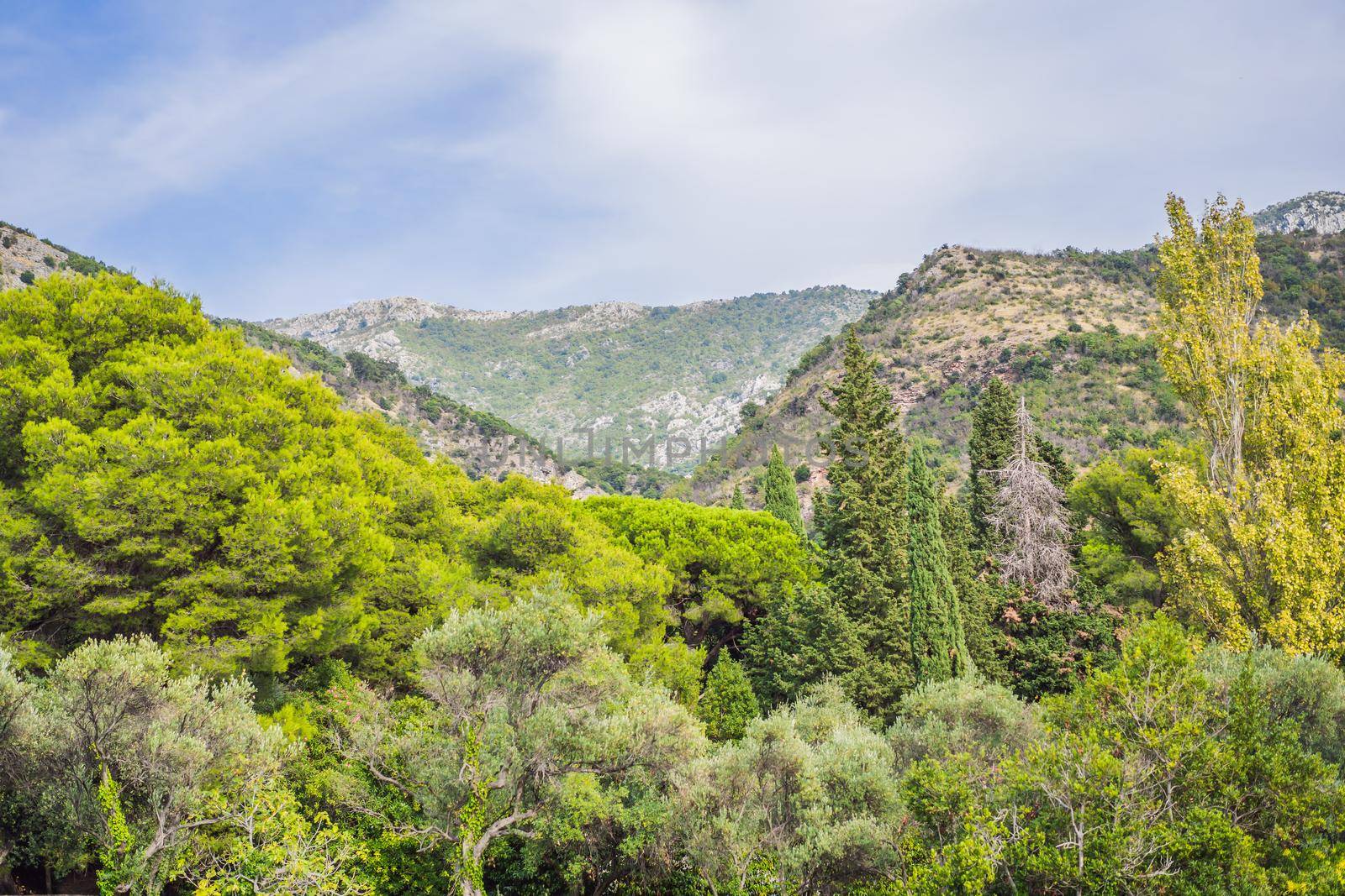 Panoramic summer landscape of the beautiful green Royal park Milocer on the shore of the the Adriatic Sea, Montenegro by galitskaya