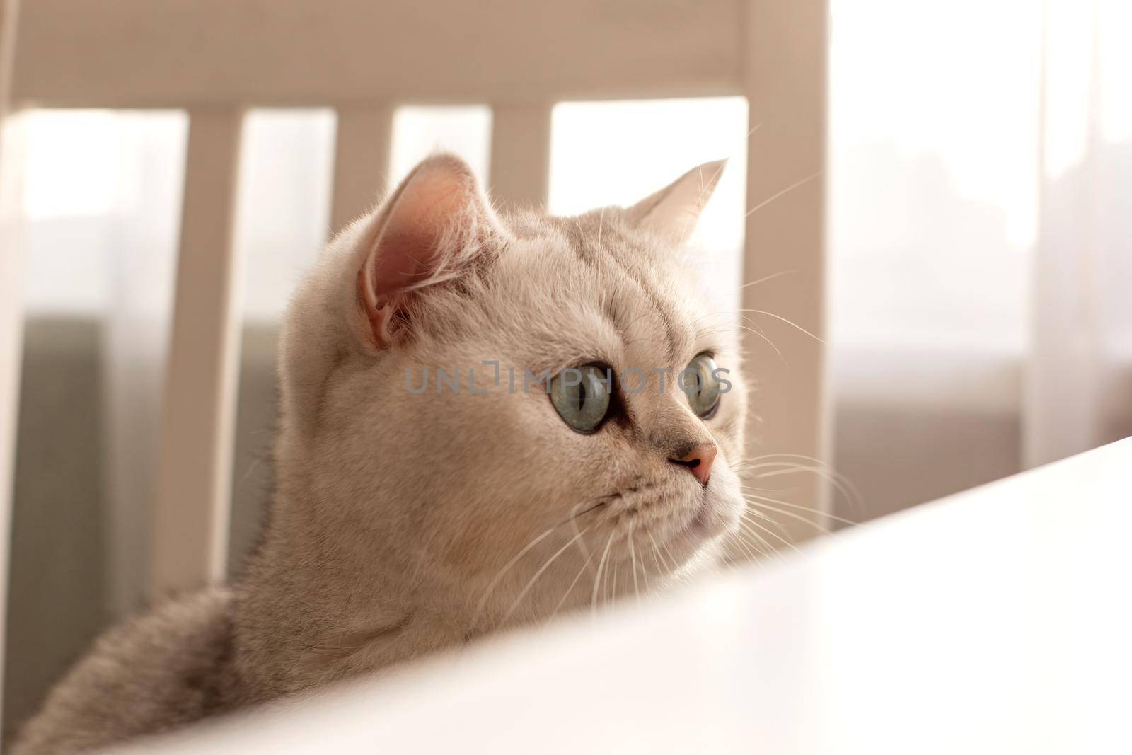 Close-up of a white British cat, sitting on a chair, peeking out from under a white table. copy space