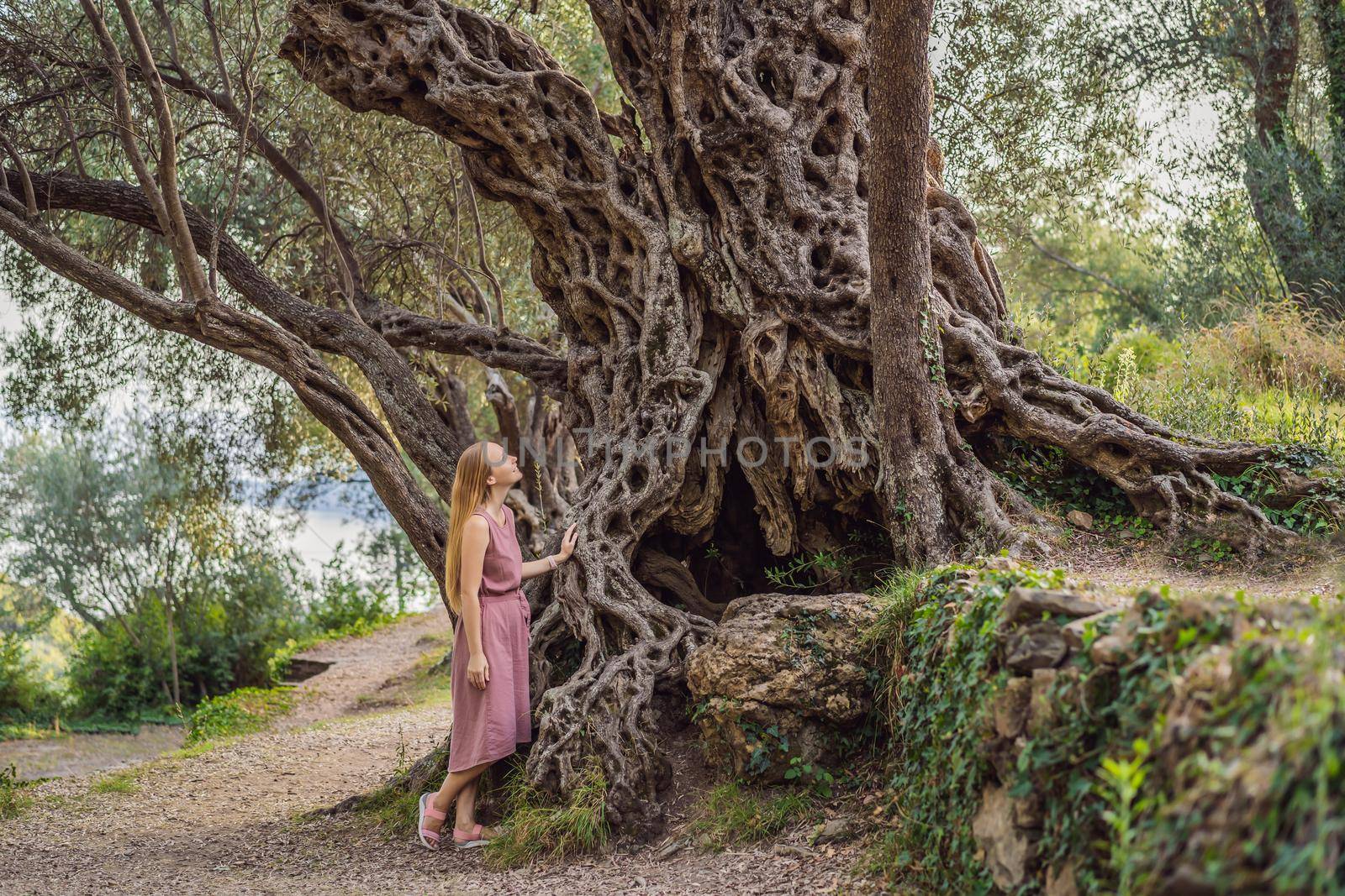 woman tourist looking at 2000 years old olive tree: Stara Maslina in Budva, Montenegro. It is thought to be the oldest tree in Europe and is a tourist attraction. In the background the montenegrin mountains. Europe by galitskaya