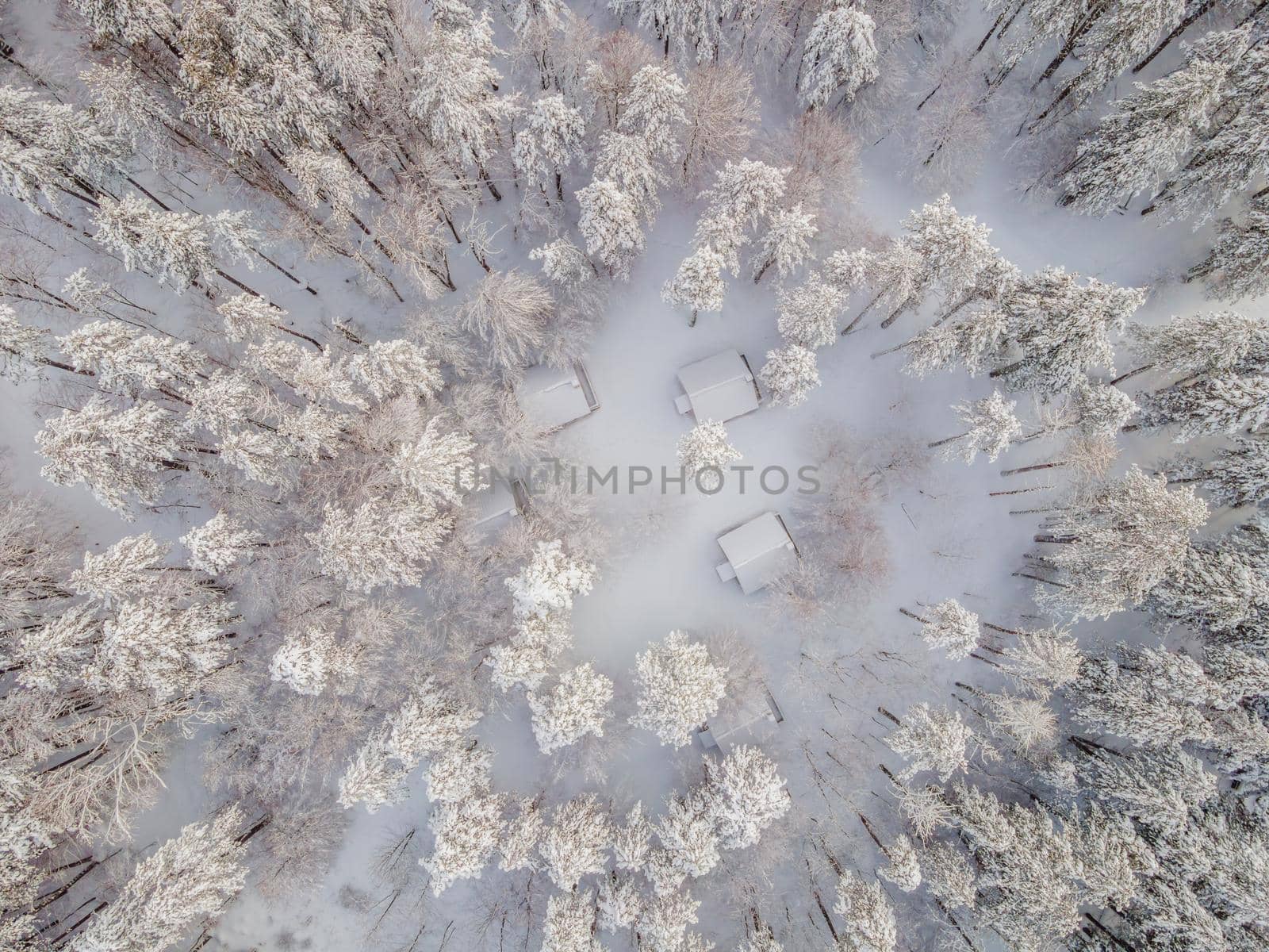 Aerial view of a winter snow-covered pine forest. Aerial drone view of a winter landscape. Snow covered forest.