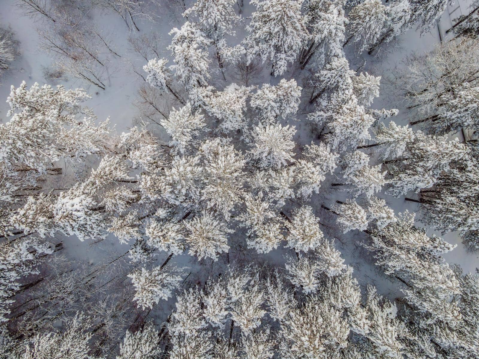 Aerial view of a winter snow-covered pine forest. Aerial drone view of a winter landscape. Snow covered forest by galitskaya