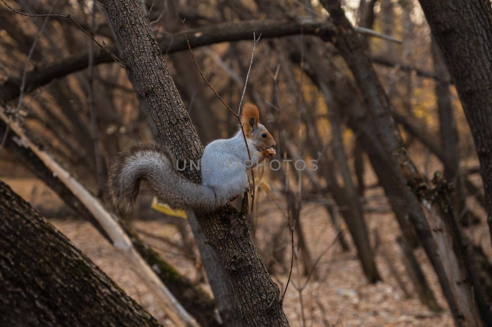 Squirrel eating from a feeder on the branch of the tree in autumn forest