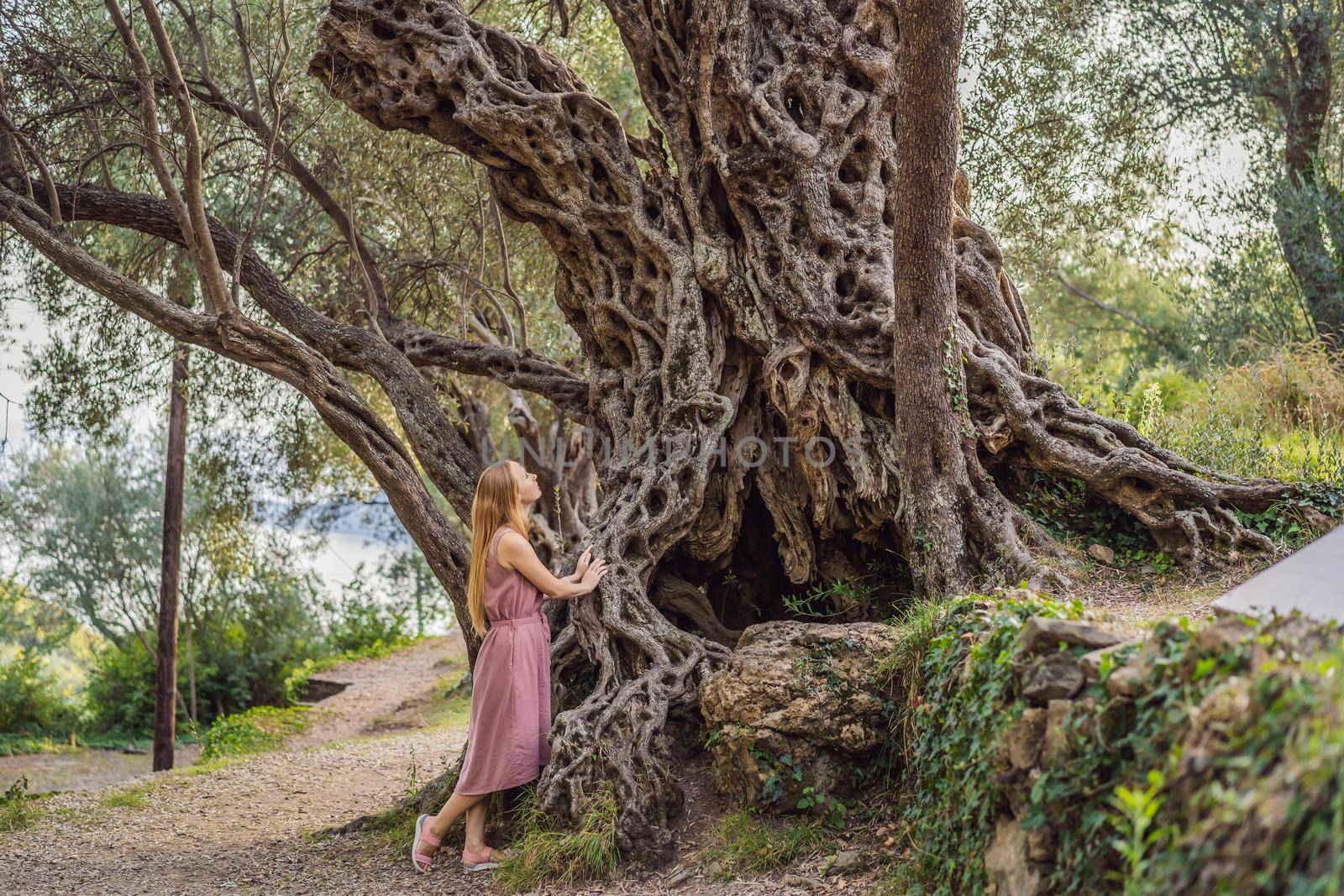 woman tourist looking at 2000 years old olive tree: Stara Maslina in Budva, Montenegro. It is thought to be the oldest tree in Europe and is a tourist attraction. In the background the montenegrin mountains. Europe by galitskaya