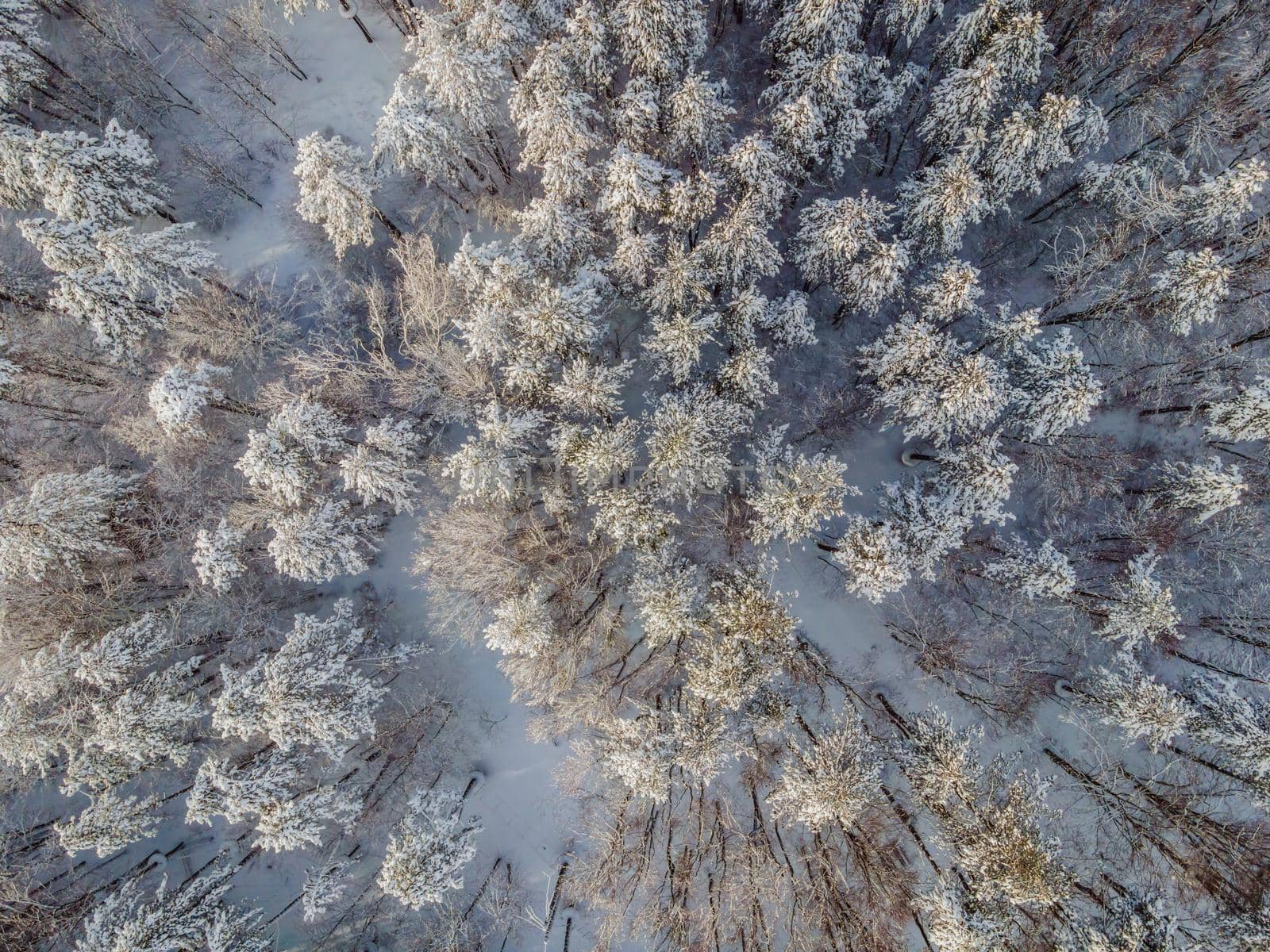 Aerial view of a winter snow-covered pine forest. Aerial drone view of a winter landscape. Snow covered forest by galitskaya