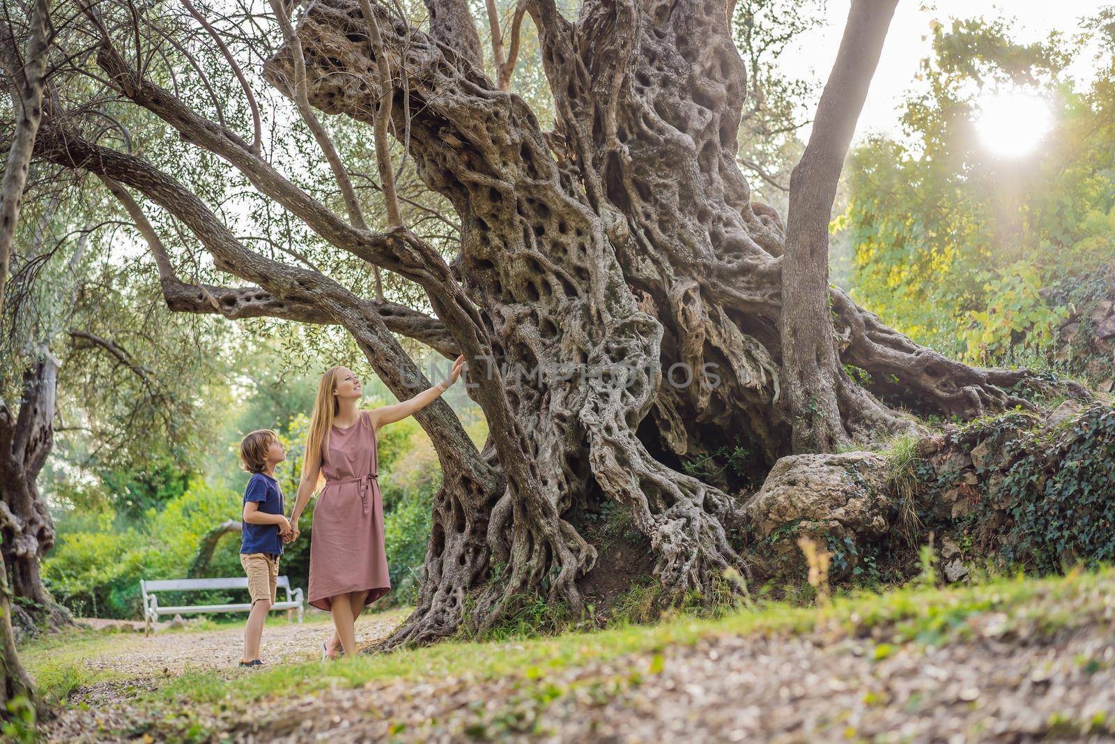 Mom and son tourists looking at 2000 years old olive tree: Stara Maslina in Budva, Montenegro. It is thought to be the oldest tree in Europe and is a tourist attraction. In the background the montenegrin mountains. Europe by galitskaya