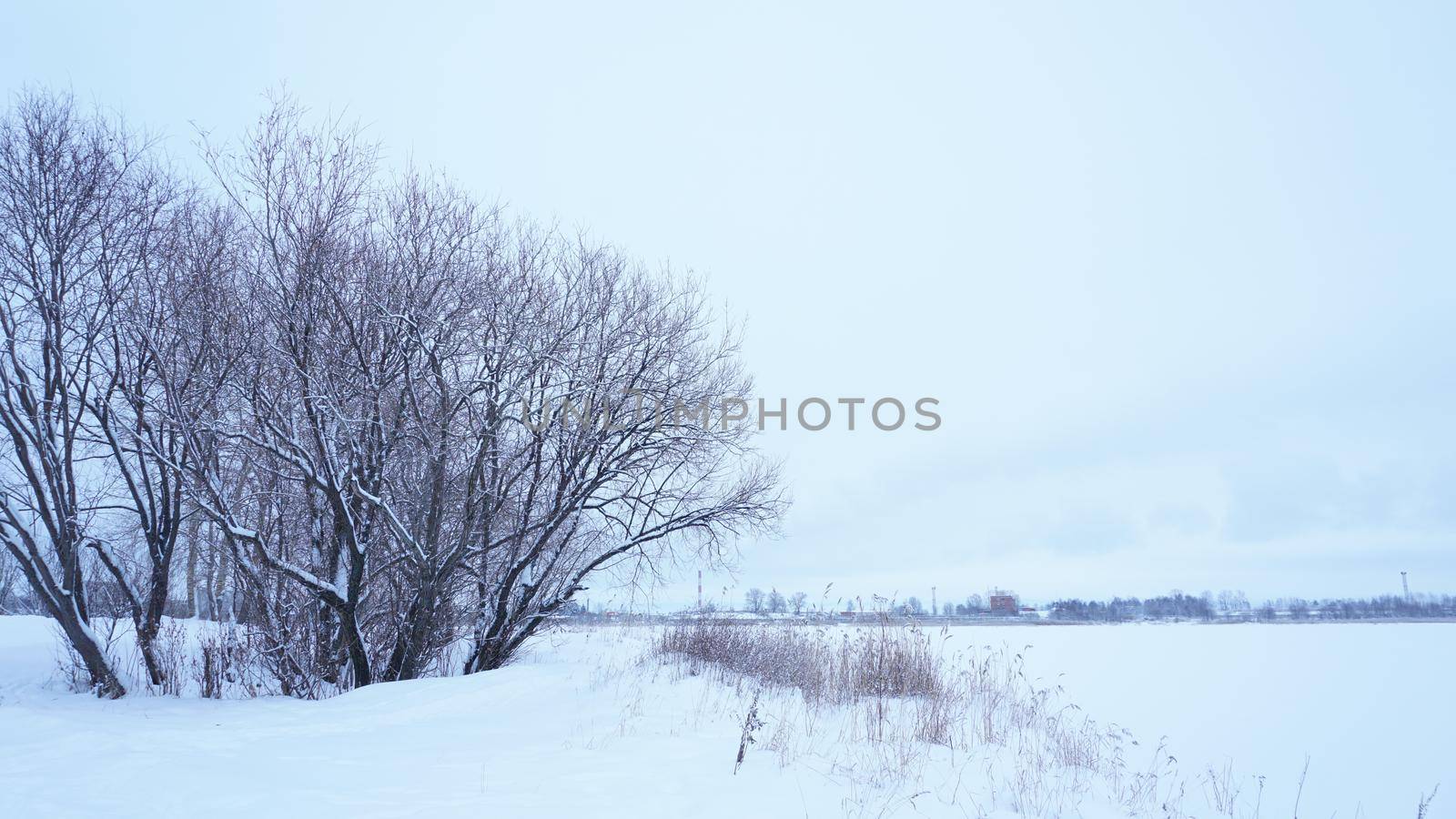 Tree in the background of a snowy landscape