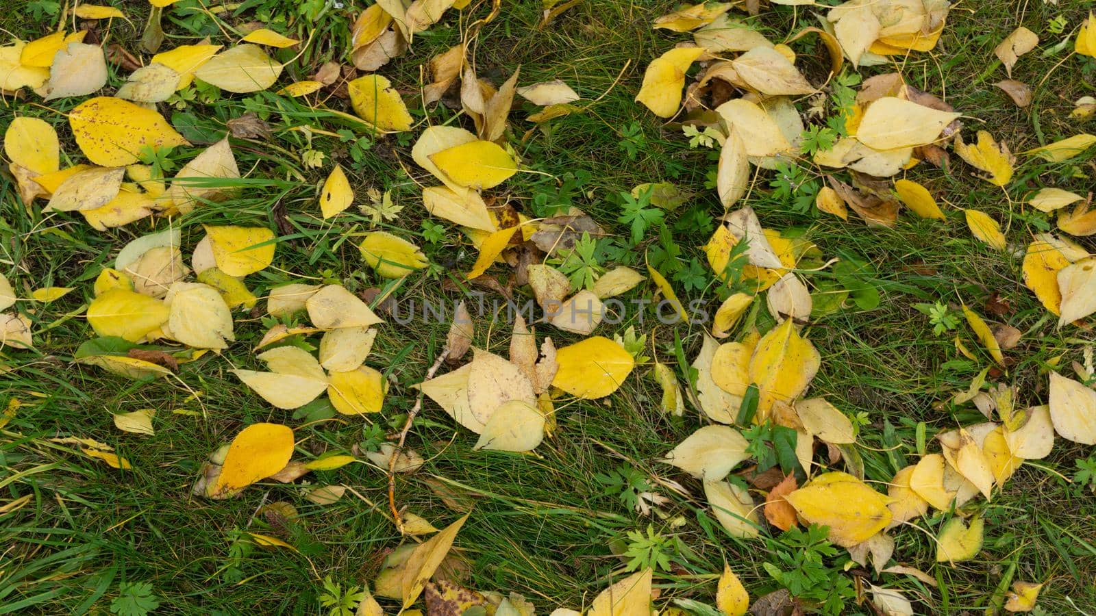 Bright yellow autumn leaves of aspen, birch against the background of green grass