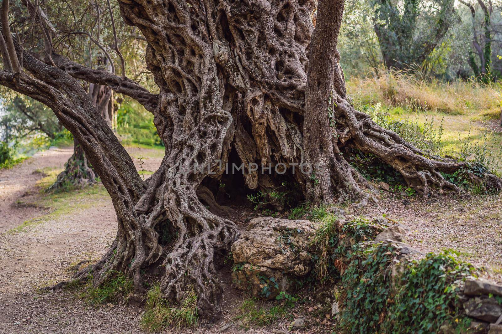 2000 years old olive tree: Stara Maslina in Budva, Montenegro. It is thought to be the oldest tree in Europe and is a tourist attraction. In the background the montenegrin mountains. Europe by galitskaya