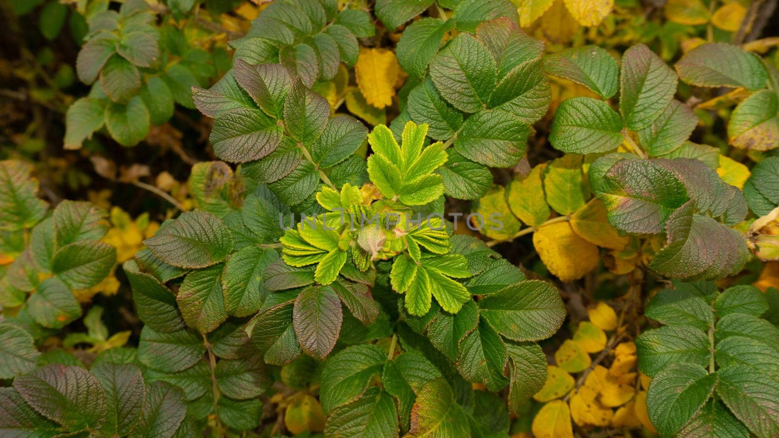 A green shoot of canker-rose briar with a closed flower bud against a background of wild rose leaves