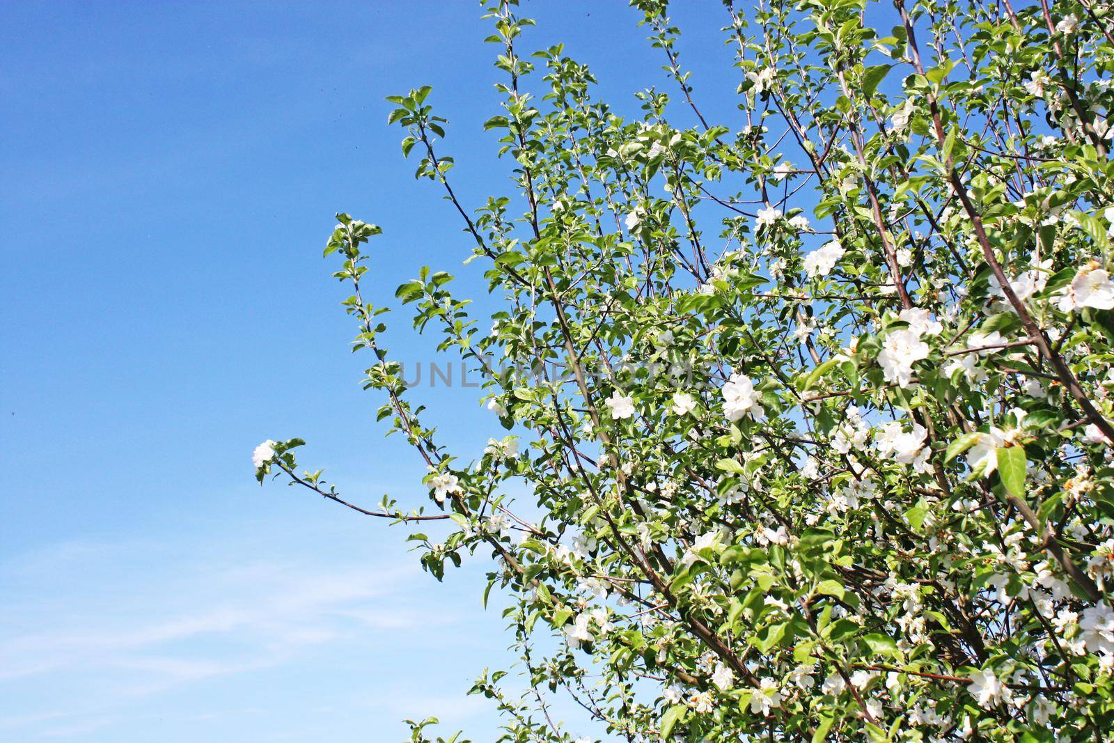 Beautiful nature scene with blooming flowers tree.