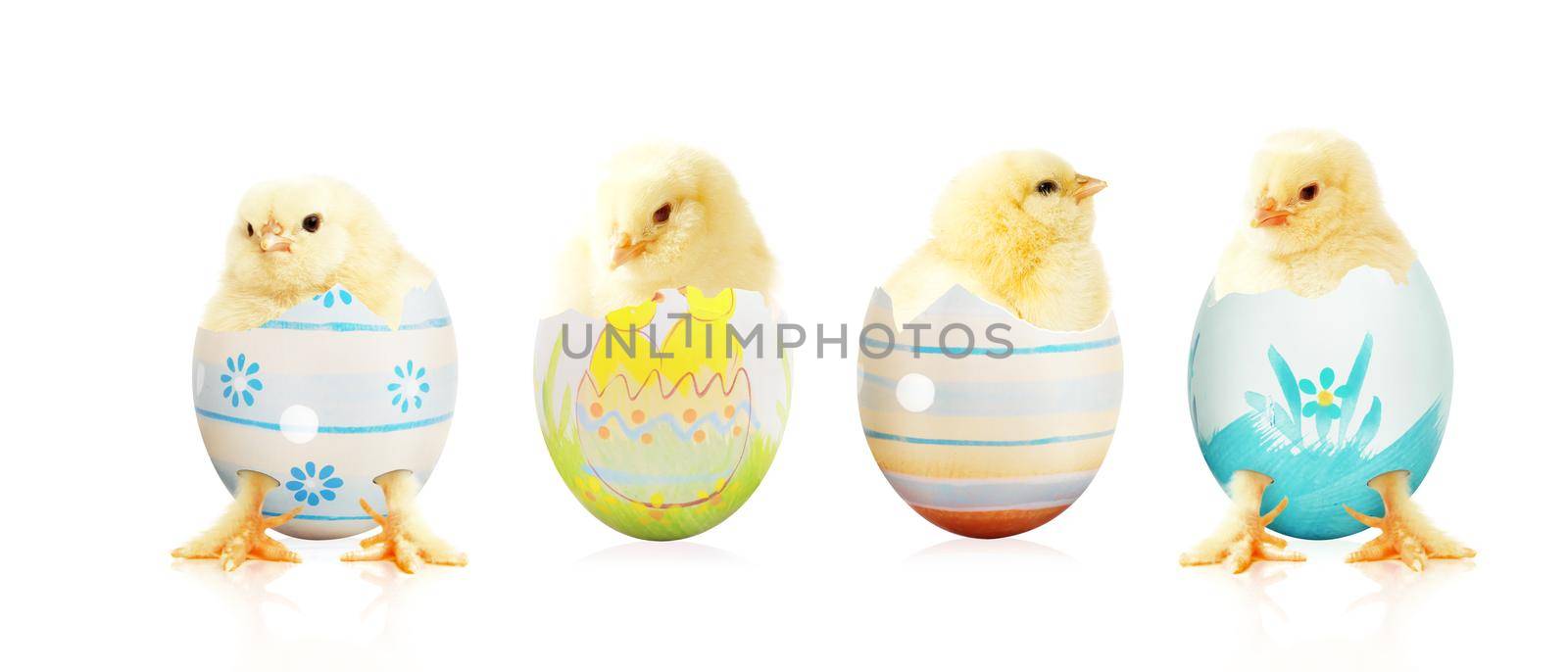 An Easter decoration with Chicken. Easter holiday concept with cute chick.