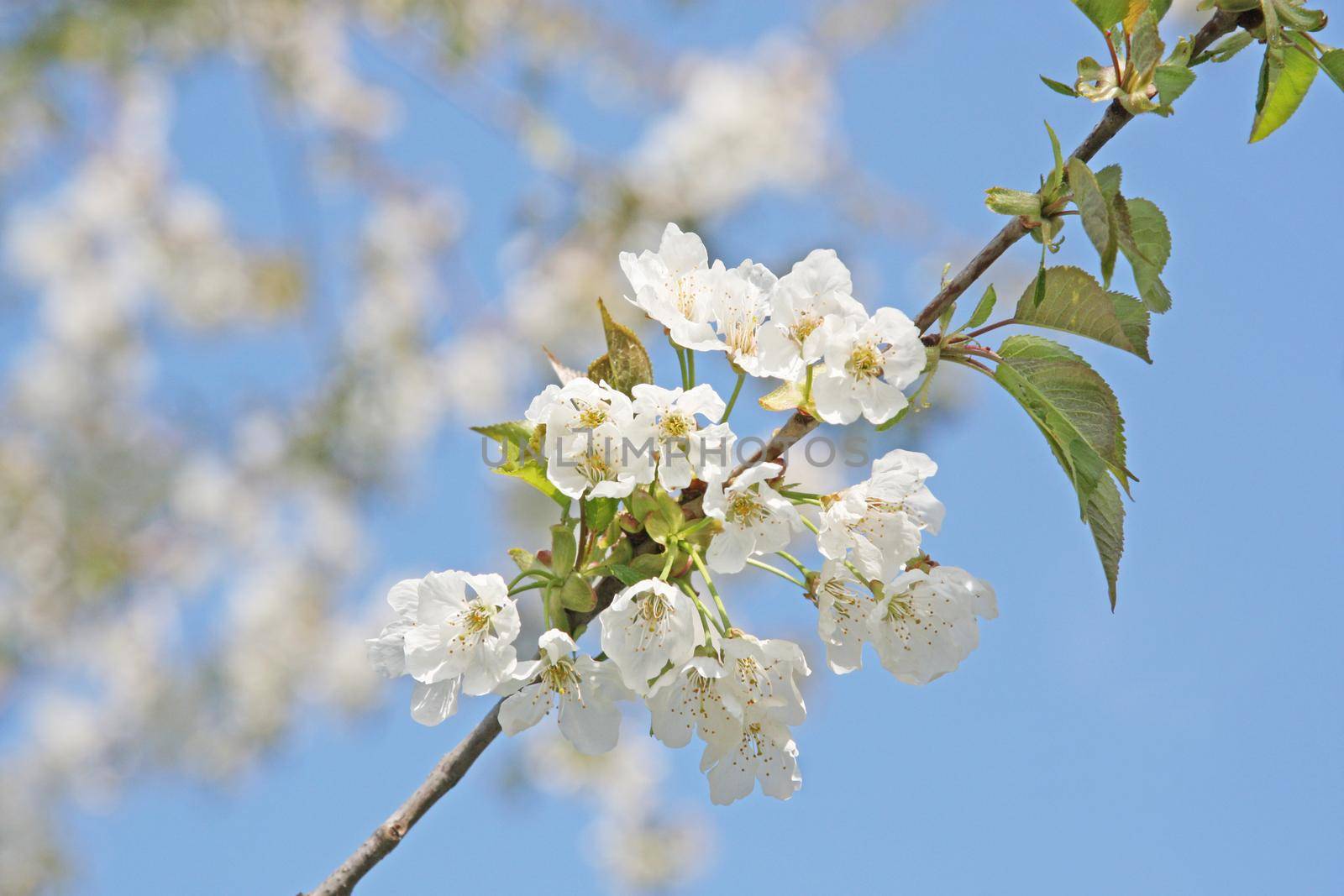 Beautiful nature scene with blooming flowers tree.