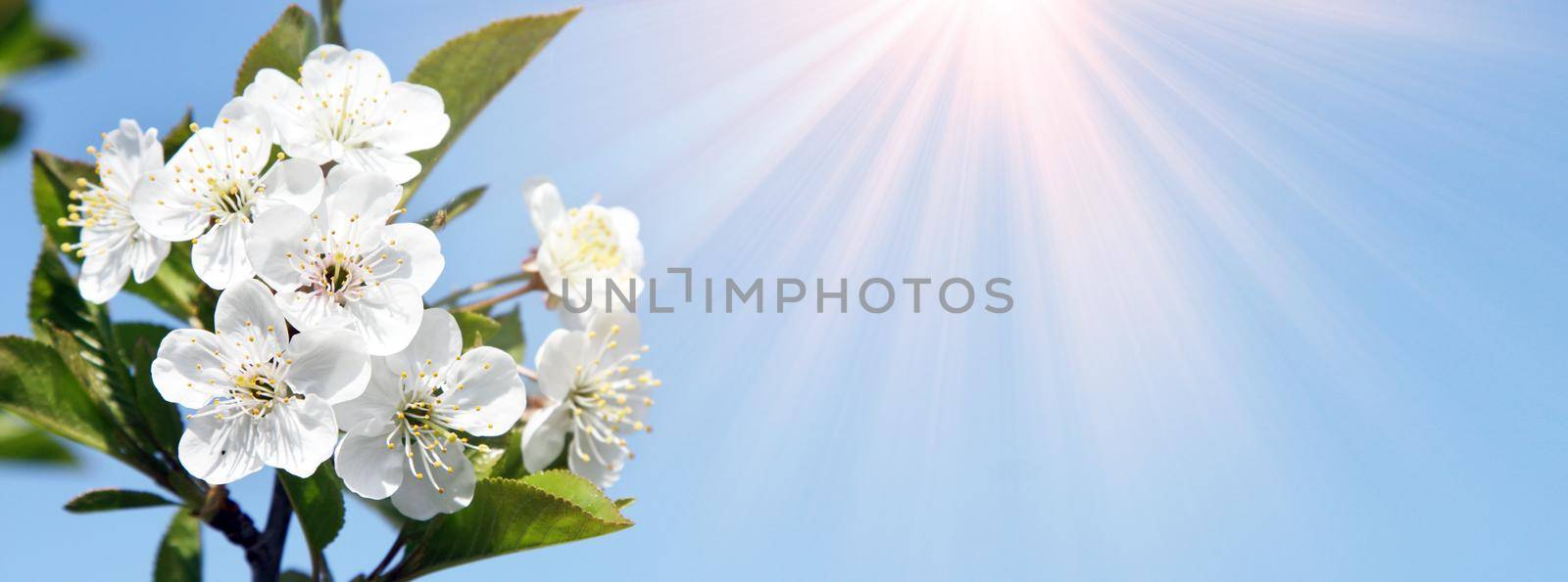 Beautiful nature scene with blooming flowers tree.