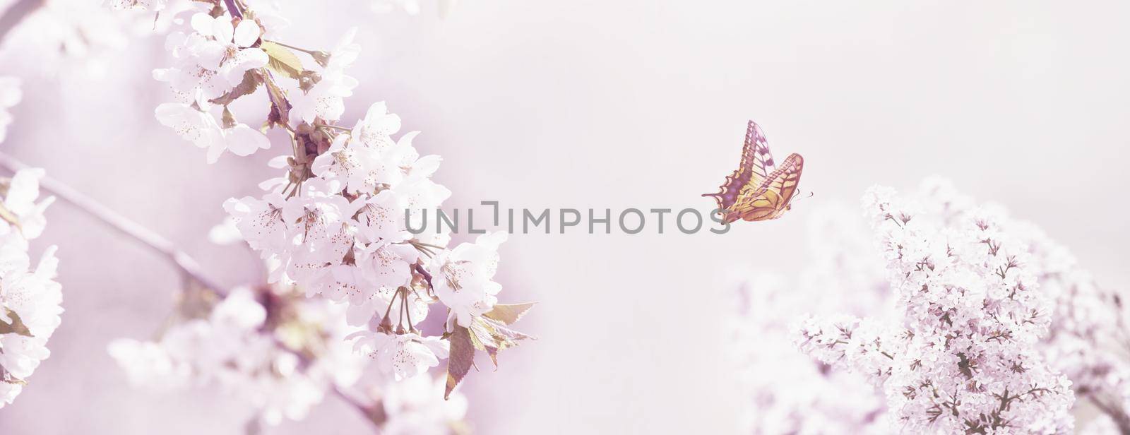 Spring banner background with butterfly and copy space.