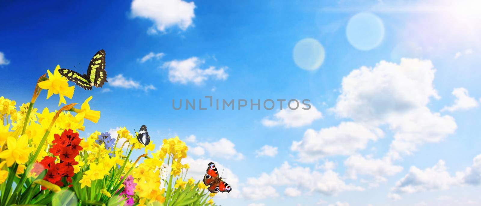 Flower bed with yellow daffodil flowers blooming in the spring by Taut