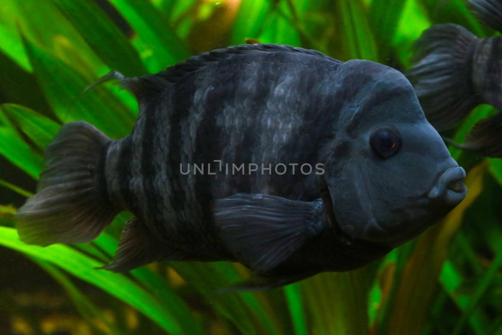 Colorful freshwater fish from the cichlid family - Akara turquoise. by kip02kas