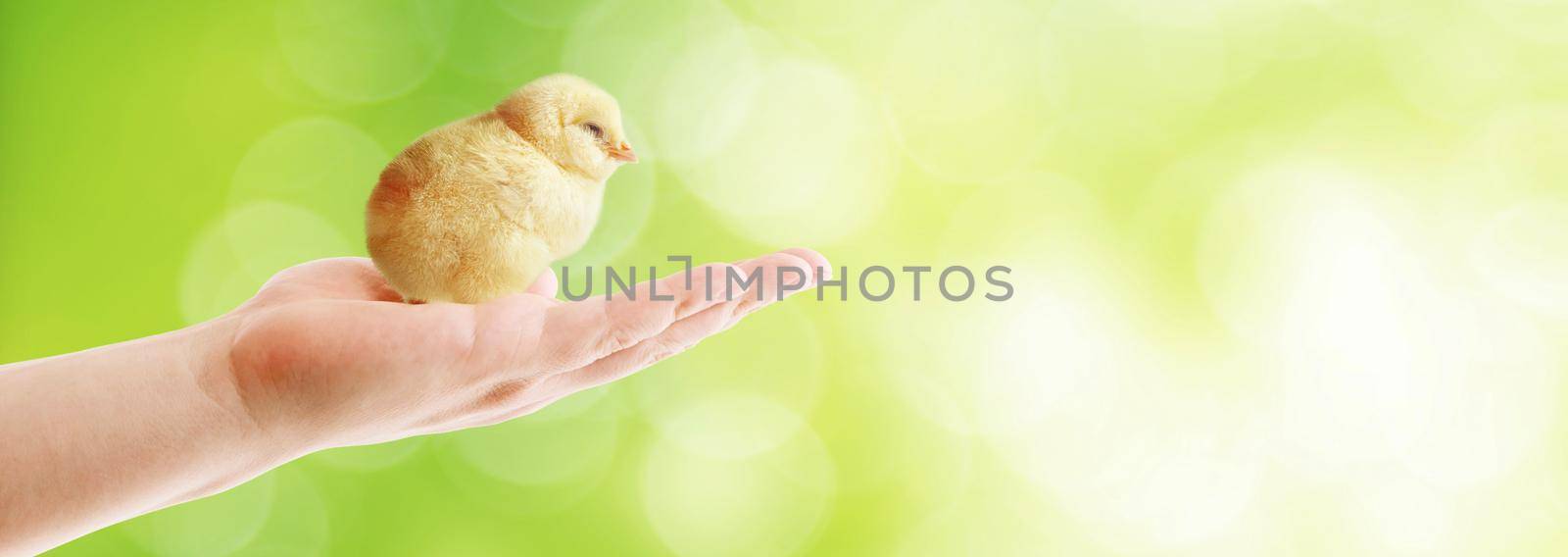 An Easter decoration with Chicken. Easter holiday concept with cute chick.