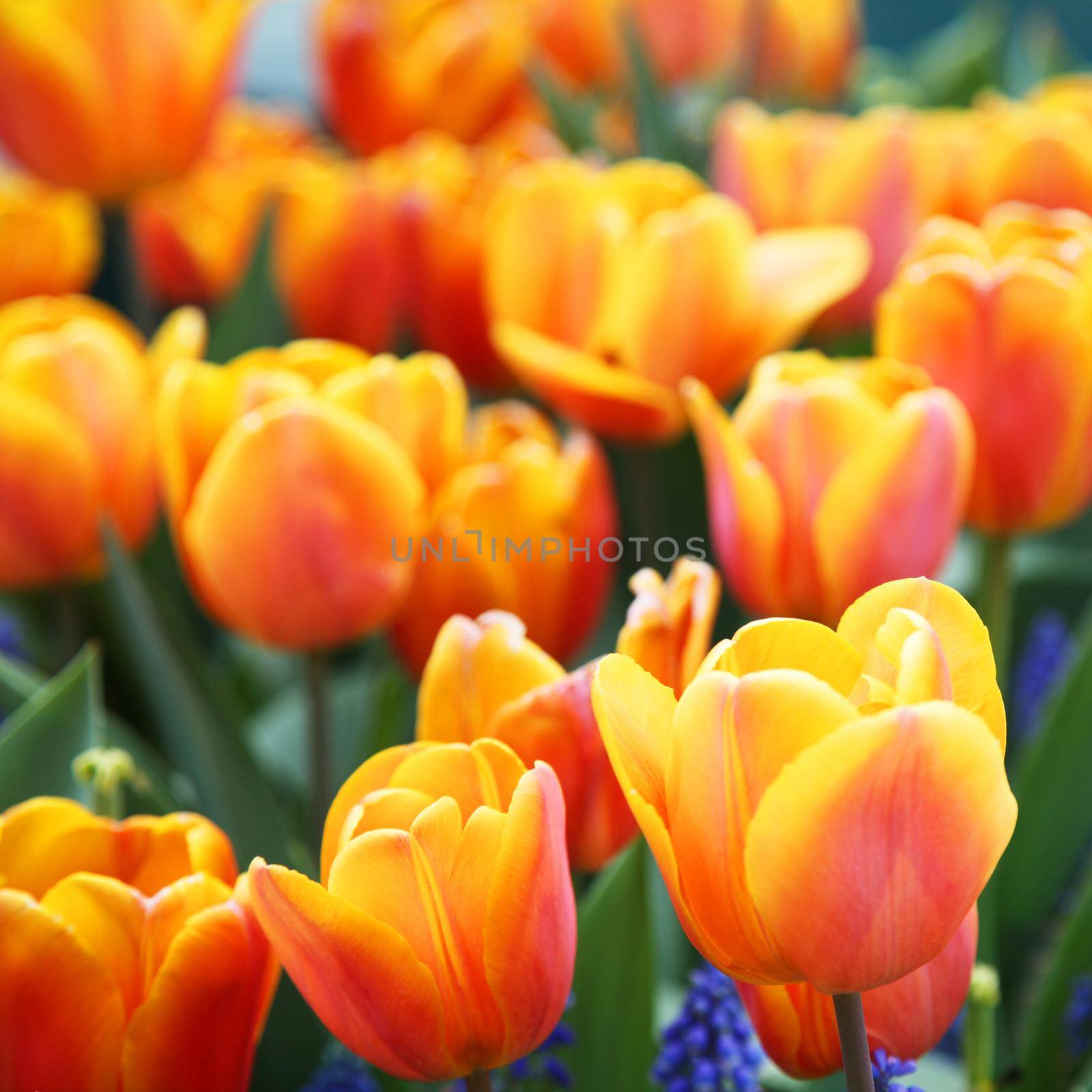 Beautiful tulips. Spring nature background for web banner and card design. by Taut