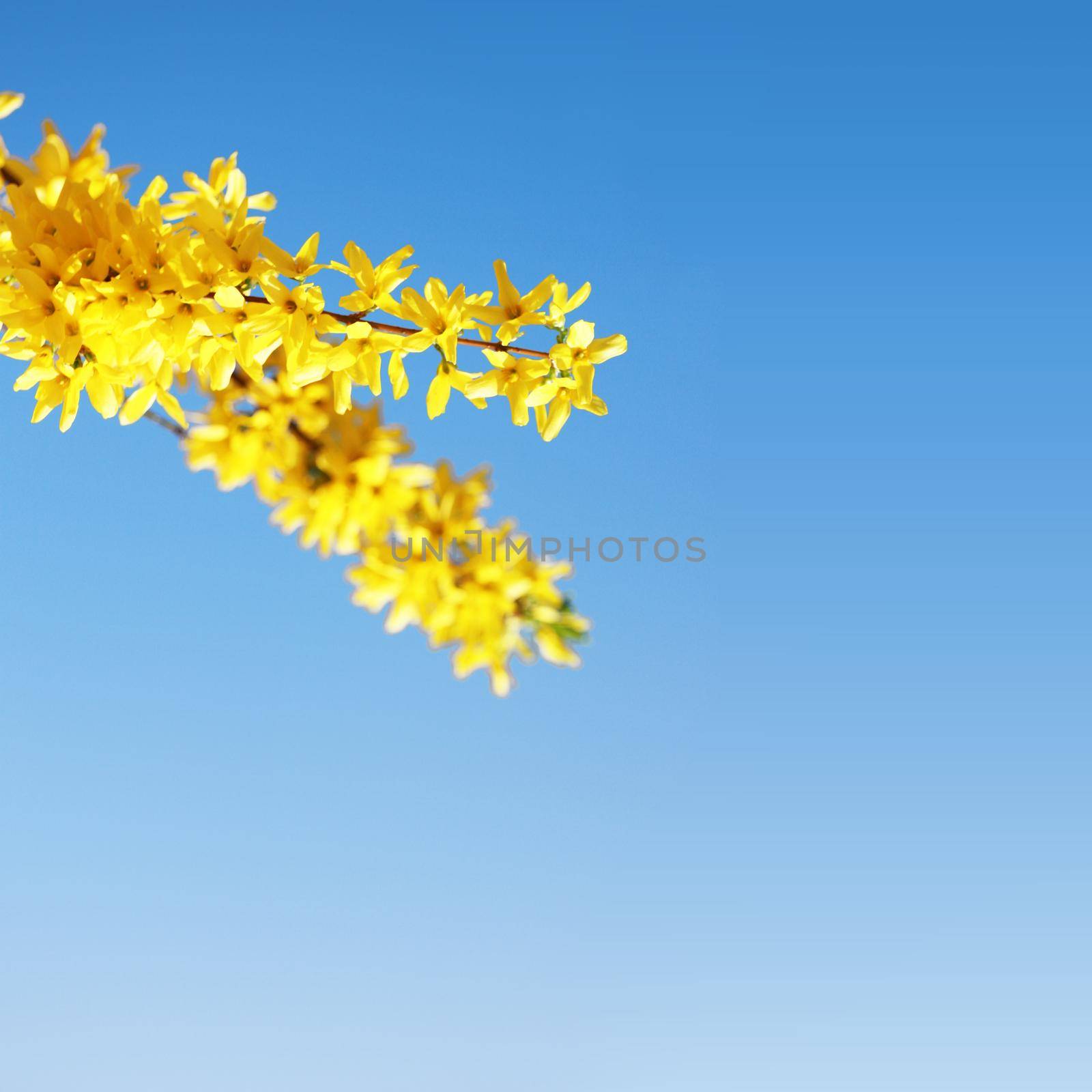 Beautiful nature scene with blooming flowers tree.