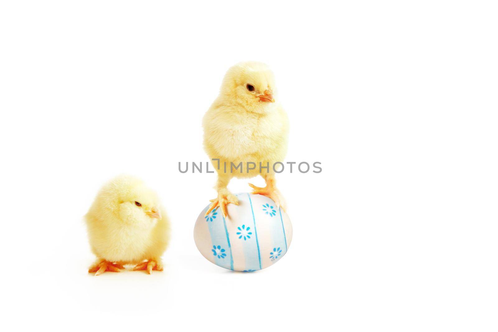 An Easter decoration with Chicken. Easter holiday concept with cute chick.