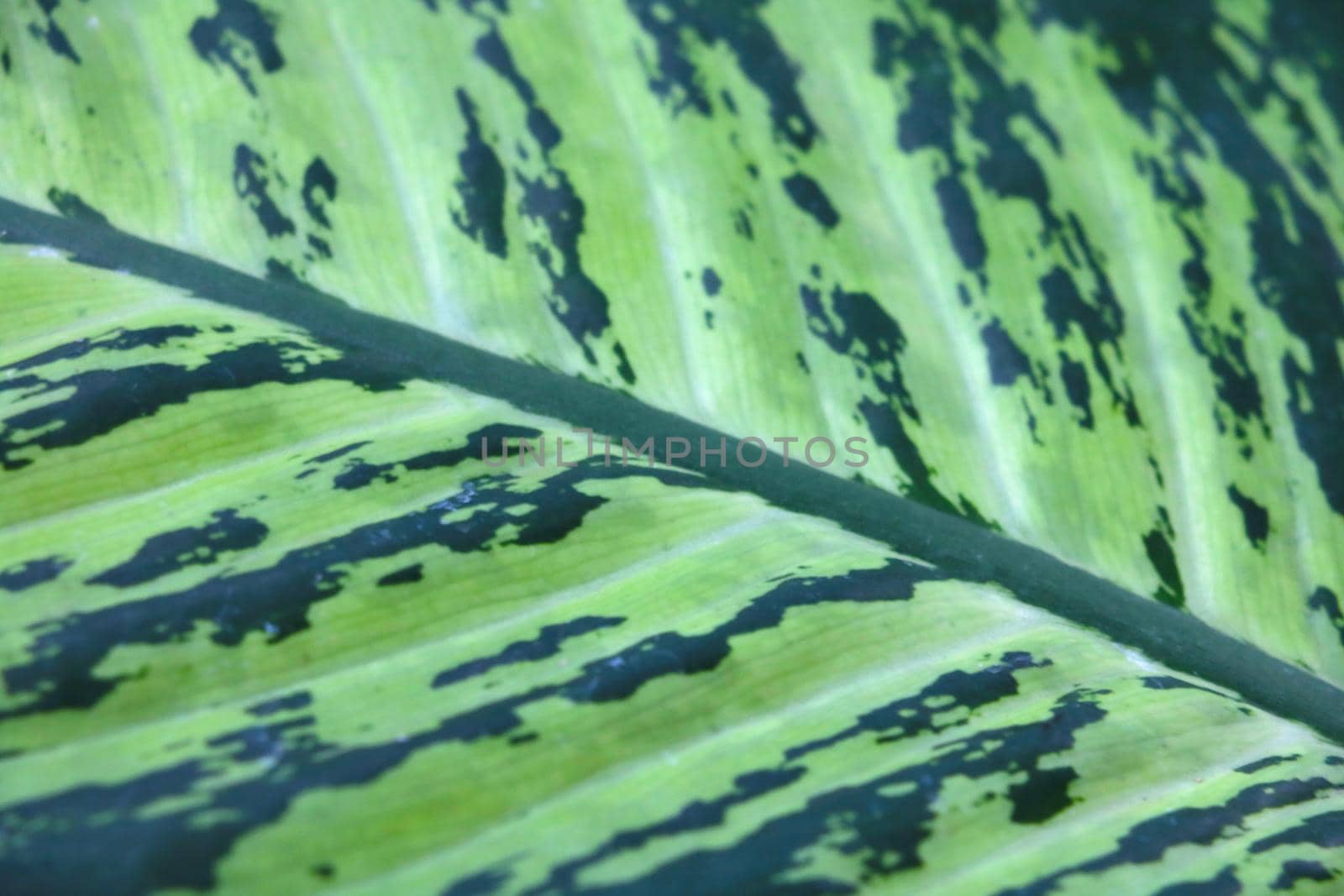 Selective focus, beautiful green leaf tropical plant. by kip02kas