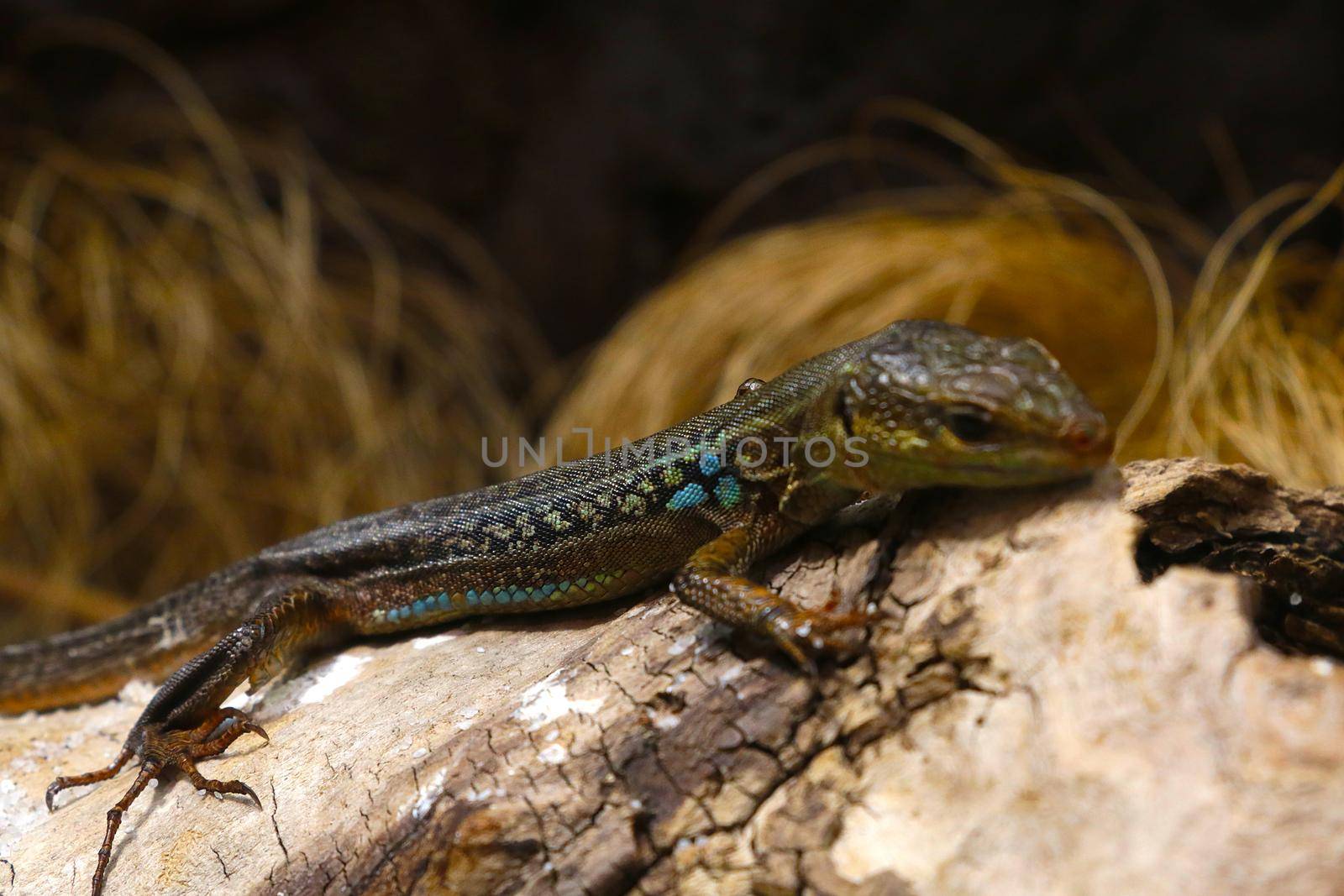 Selective focus, a lizard sits on a tree. by kip02kas