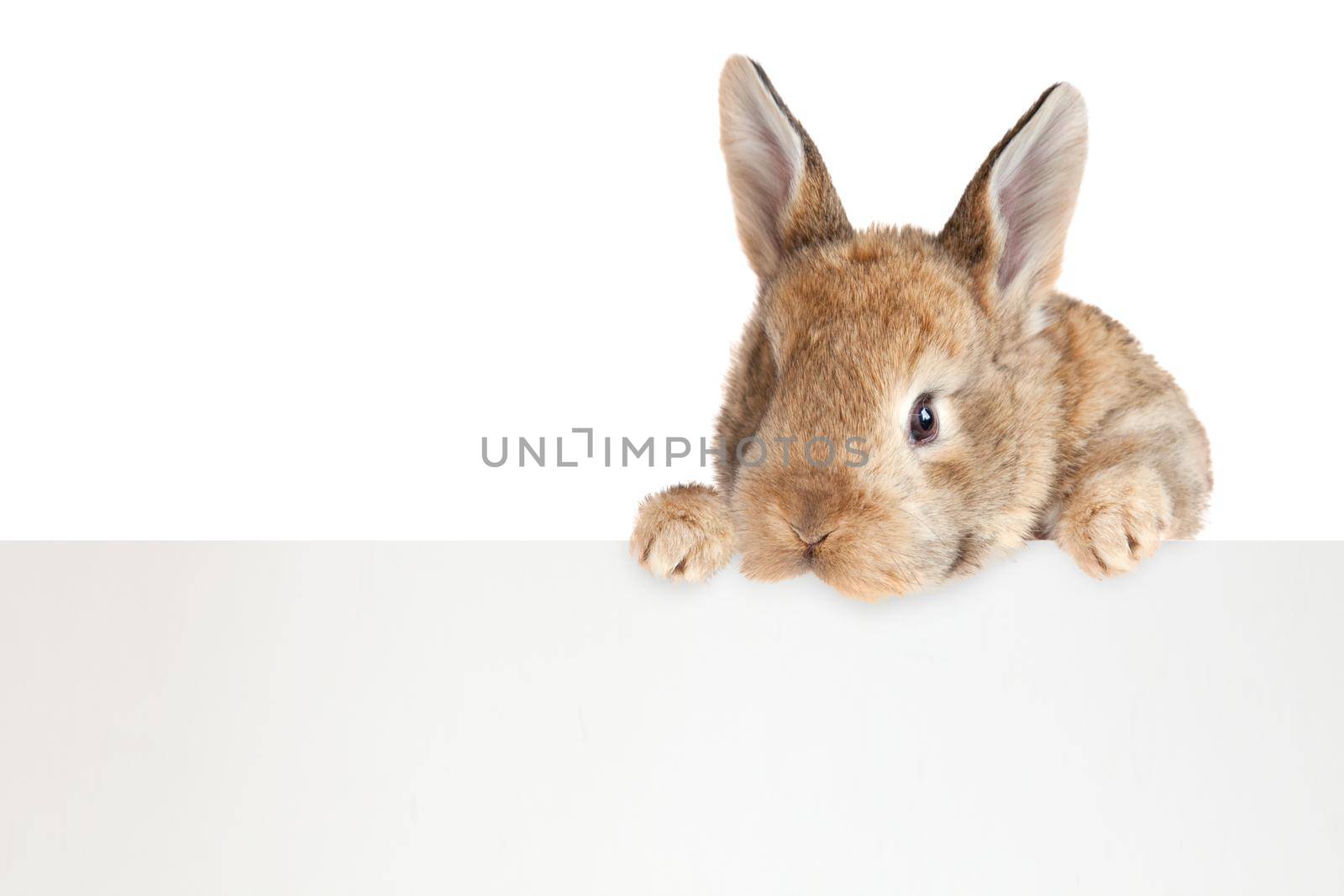 Easter composition with rabbit. Festive decoration. Happy Easter.