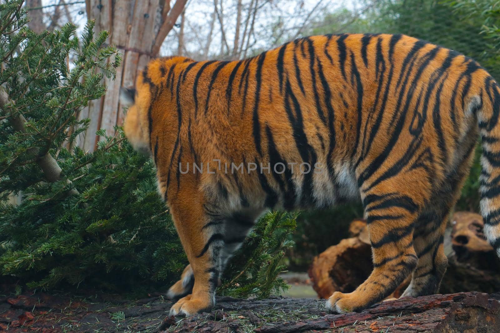 Close-up of a beautiful tiger in the wild in the greenery