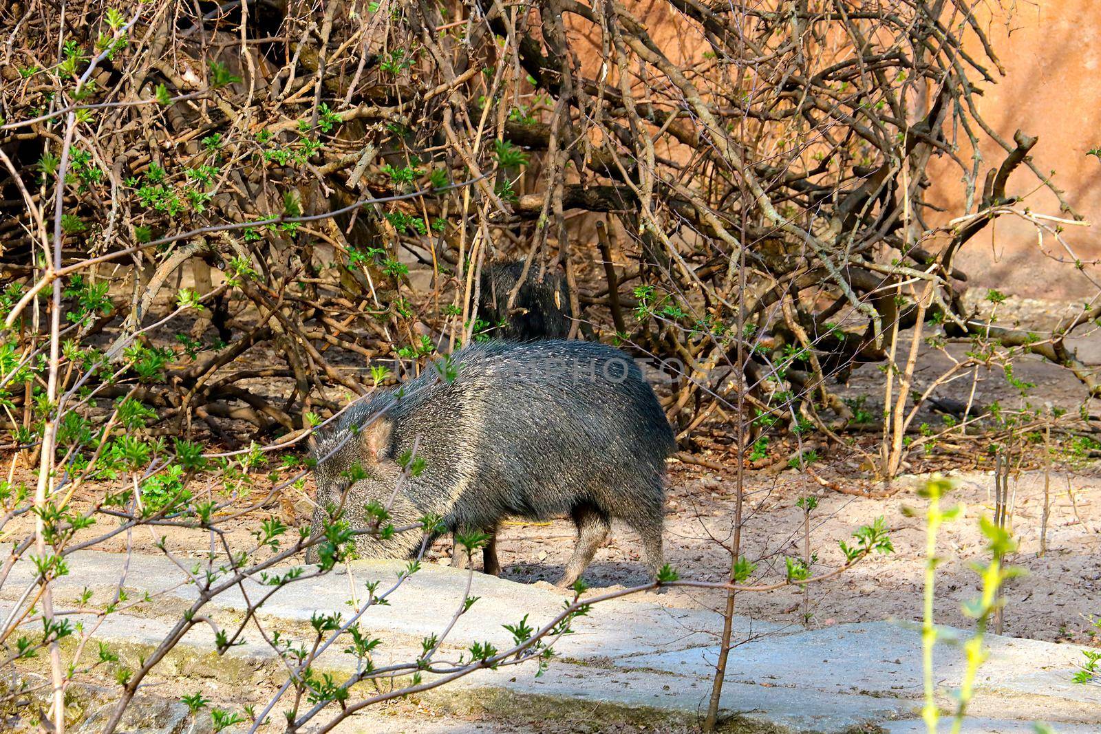 View of a dark wild boar in the park