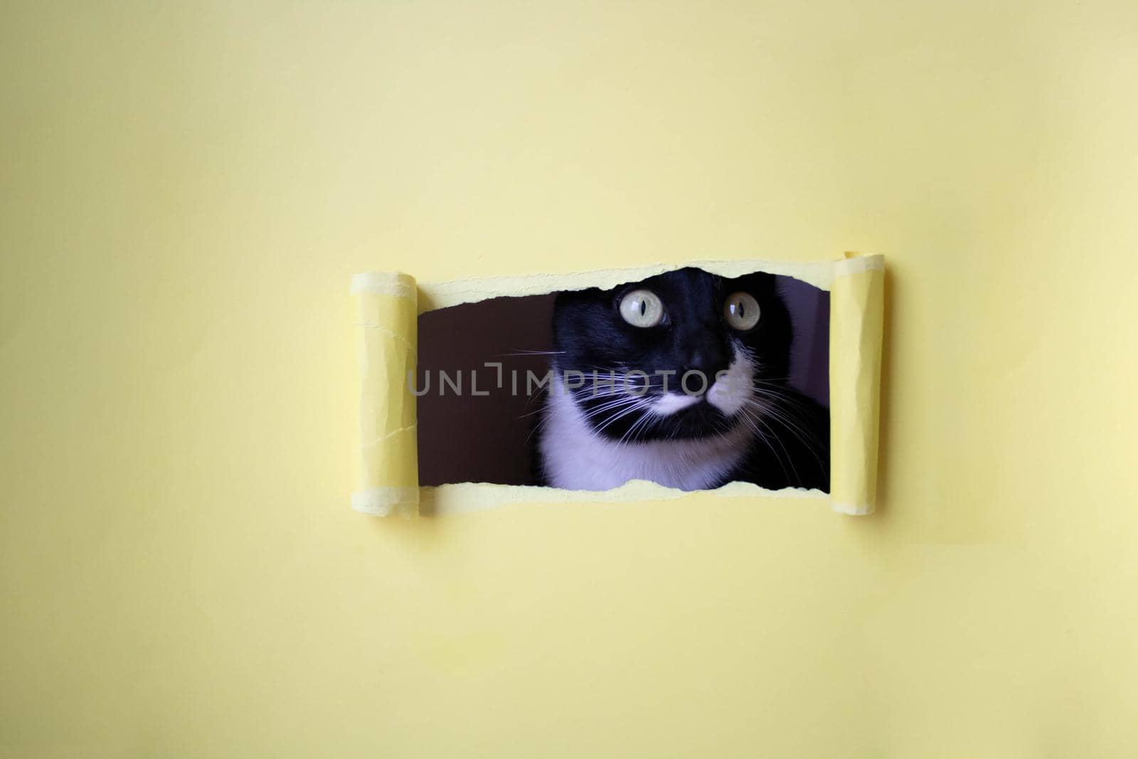 Cute black kitten with a white muzzle peeks into a rectangular hole on a yellow background.