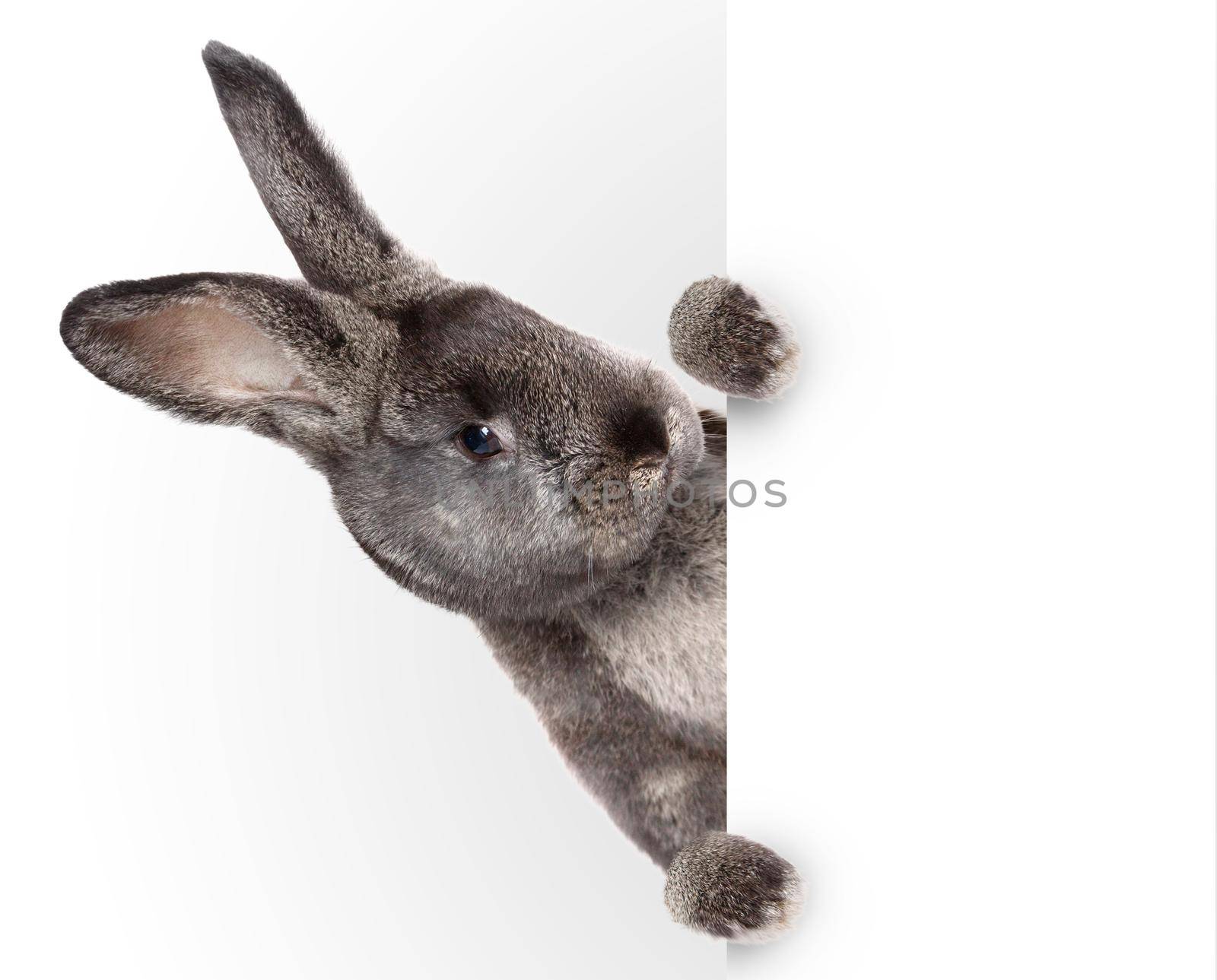 Easter composition with rabbit. Festive decoration. Happy Easter.