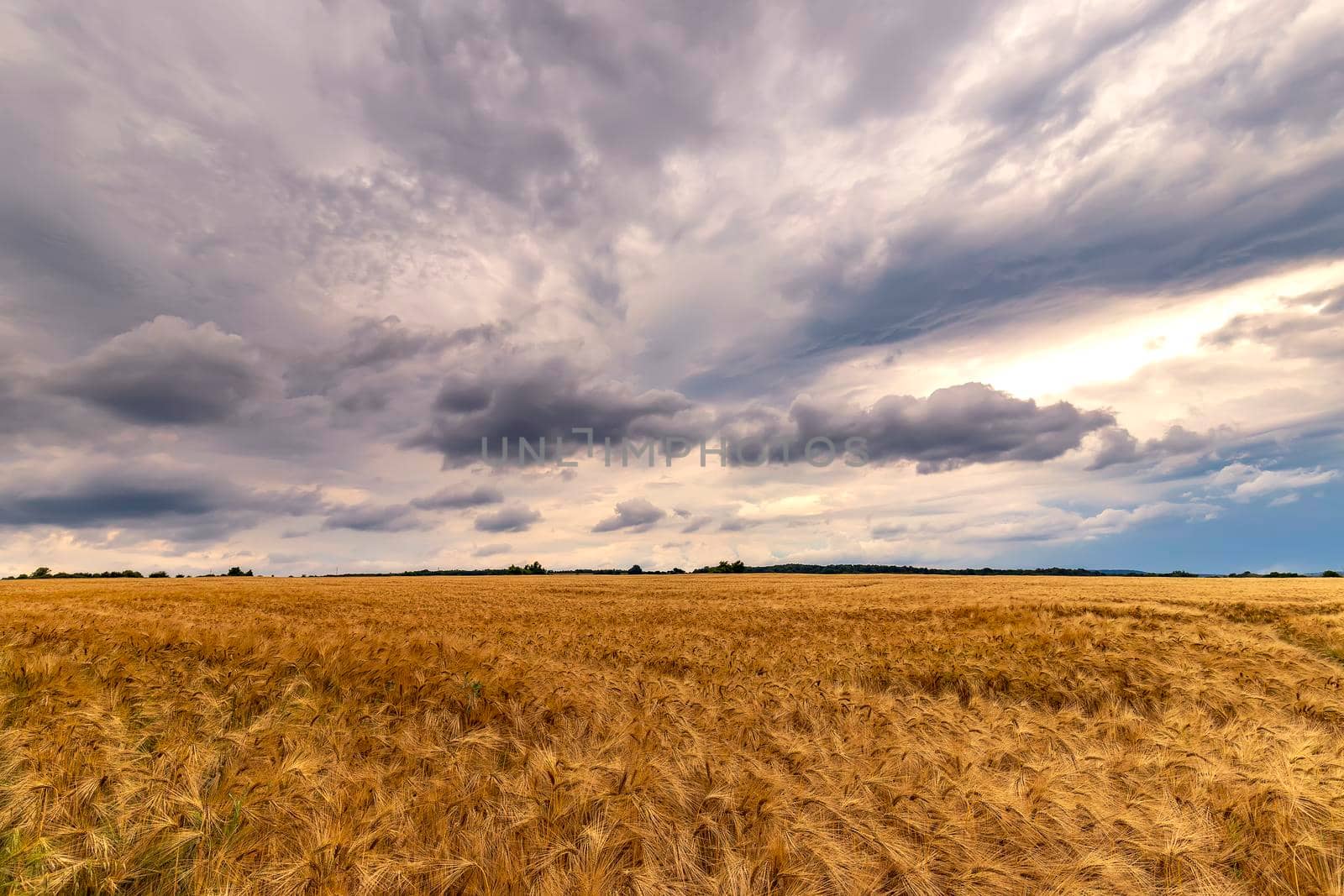 Stunning landscape of ripe barley and amazing cloudy sky by EdVal