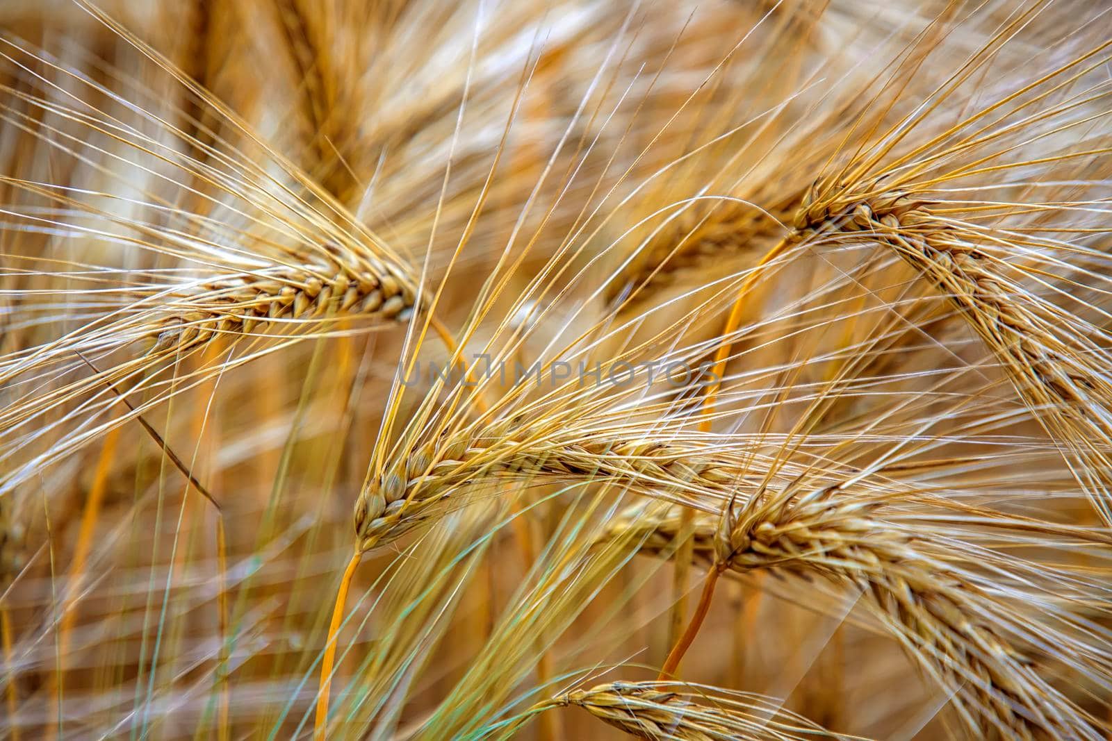 Sunny wheat close up. Golden ripe ears on a sunny morning. Soft light nature banner by EdVal