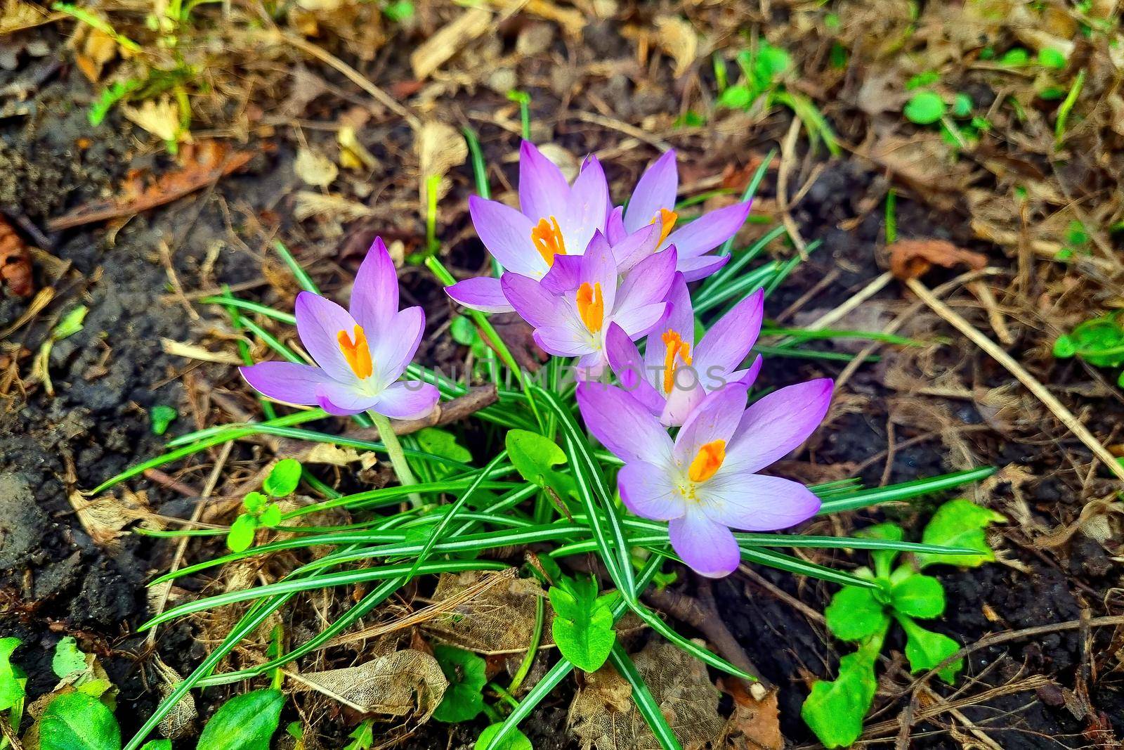 View of the blooming crocuses in the spring in the park