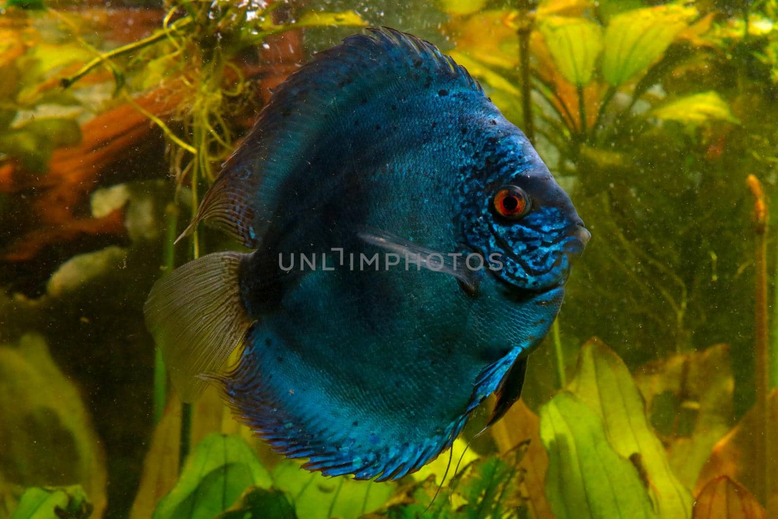 Discus fish in the aquarium. Popular as freshwater aquarium fish