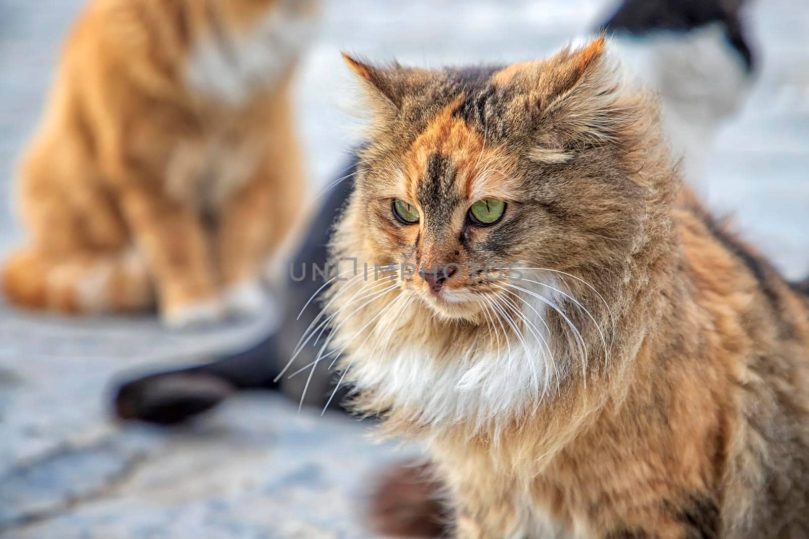 Portrait of an angry fluffy cat. Horizontal view by EdVal