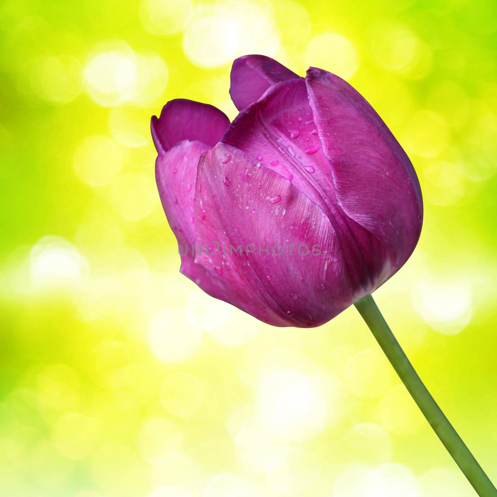 Beautiful tulips. Spring nature background for web banner and card design. by Taut