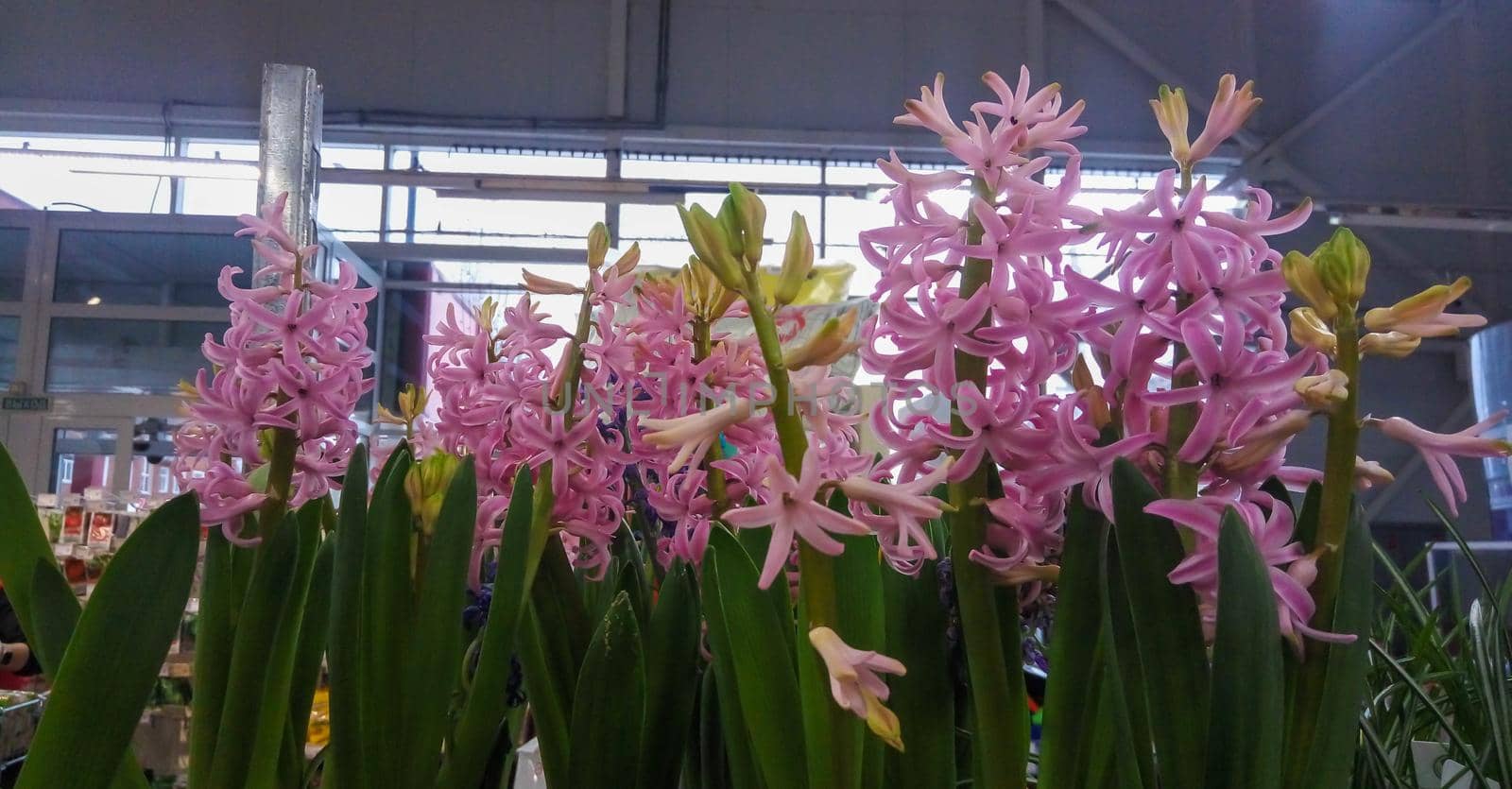 Pink hyacinths on the shelf in the store.The first spring flower.